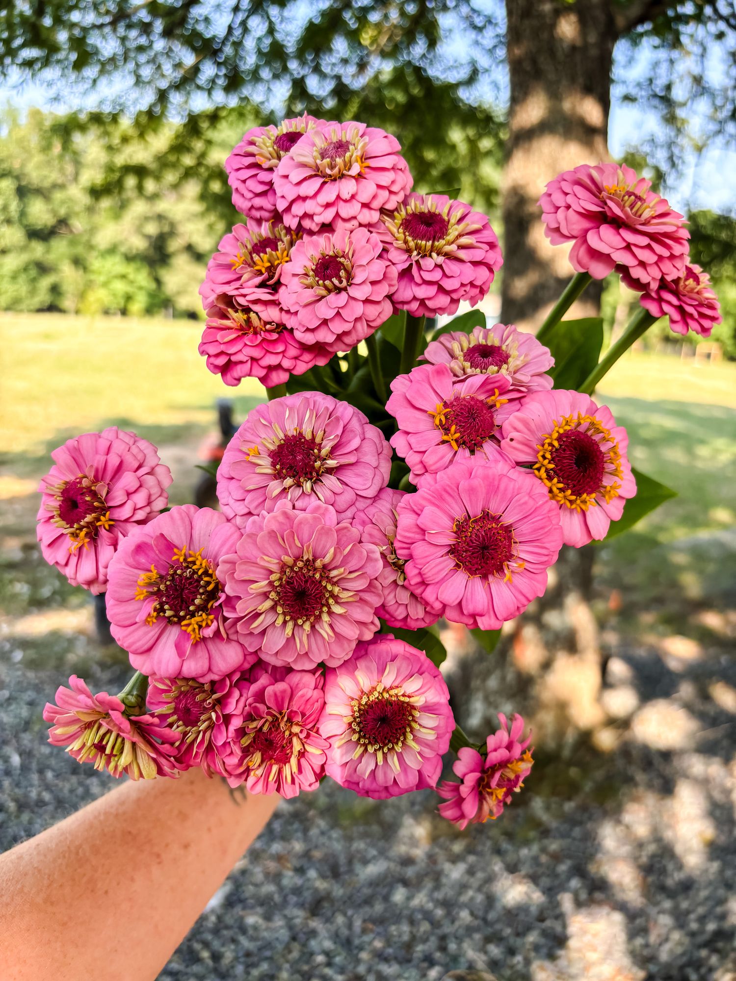 ZINNIA elegans Oklahoma Series