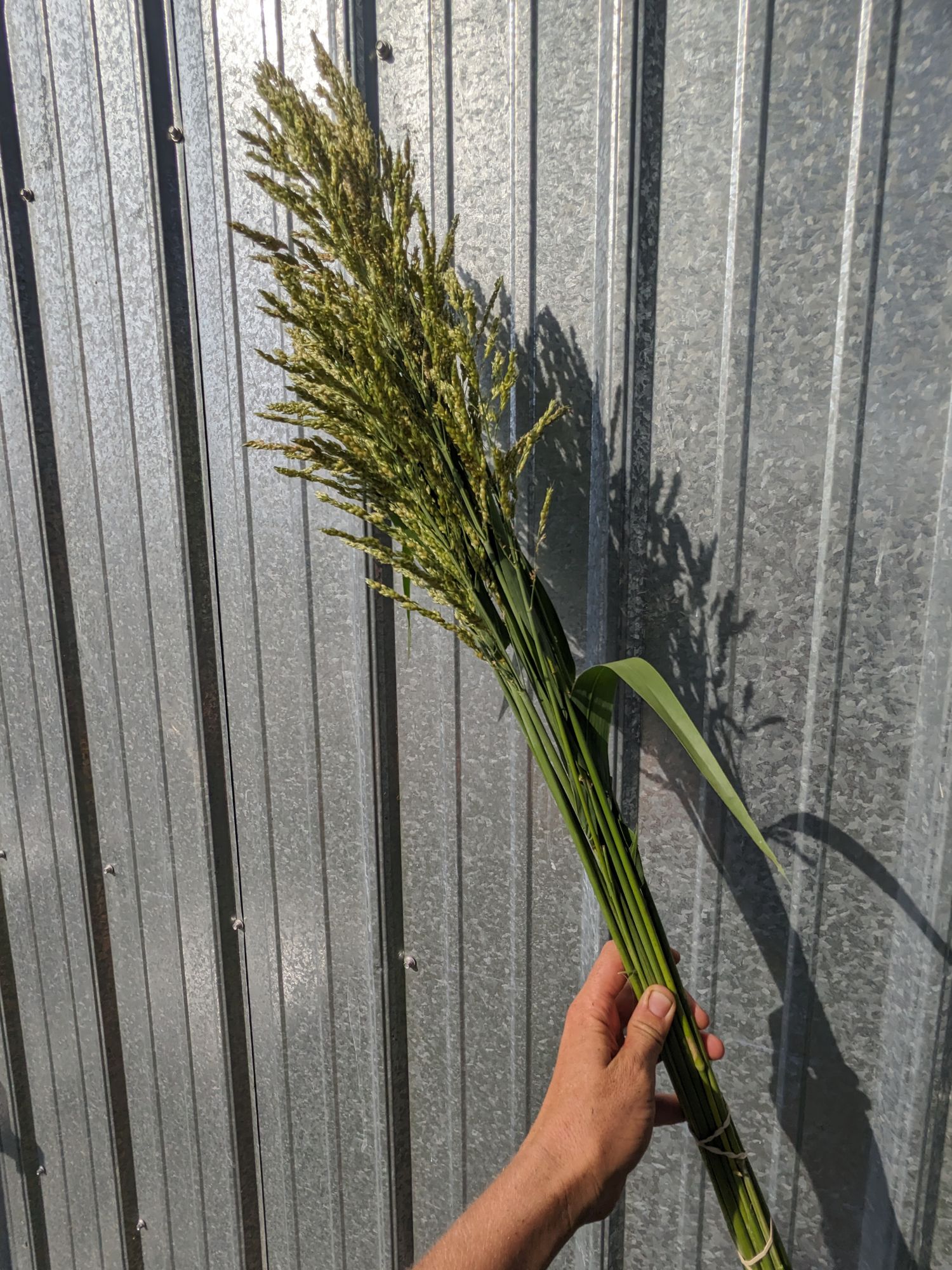 SORGHUM x drummondii