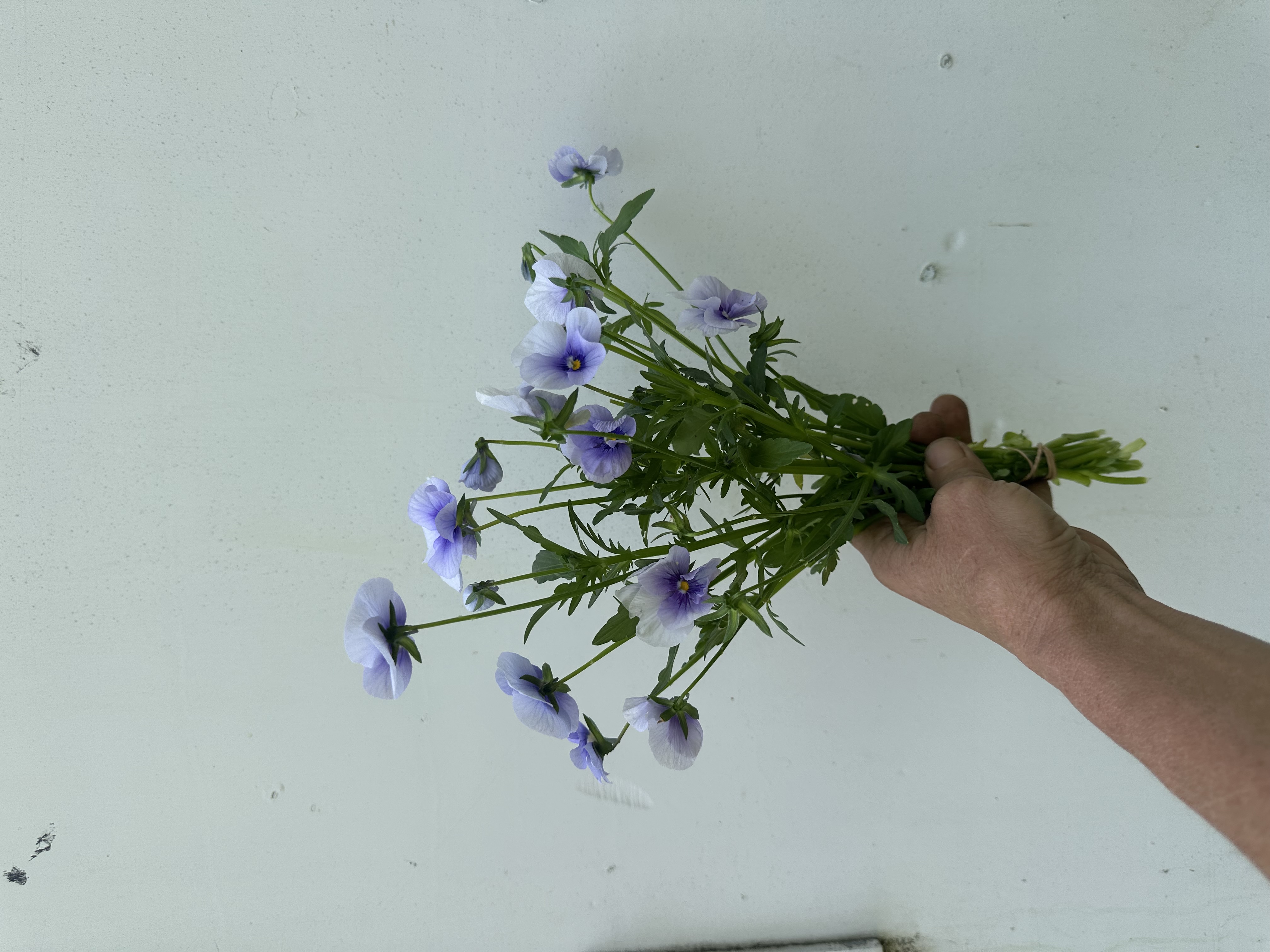 VIOLA