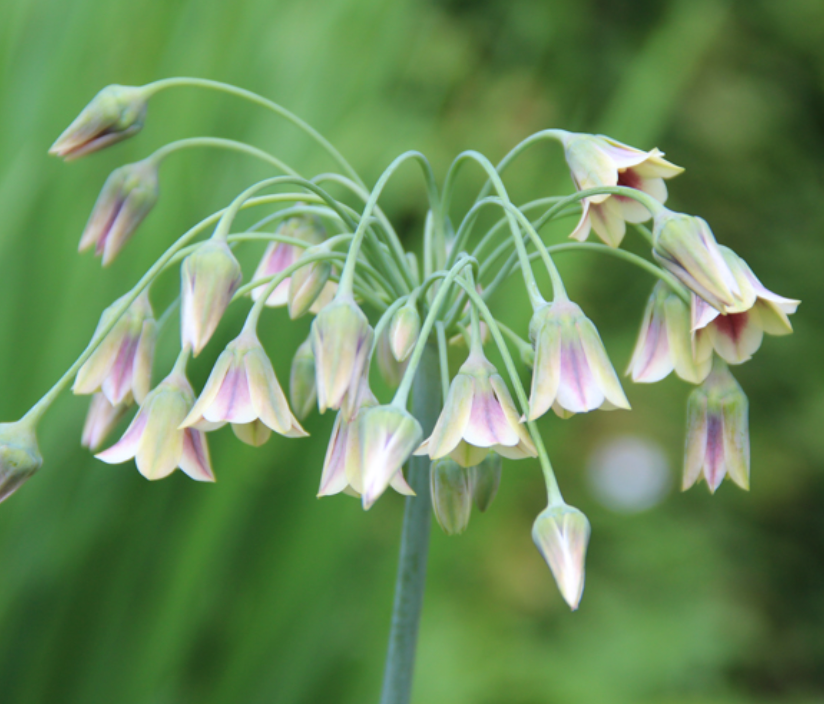 ALLIUM bulgaricum