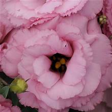 EUSTOMA grandiflorum ABC 2