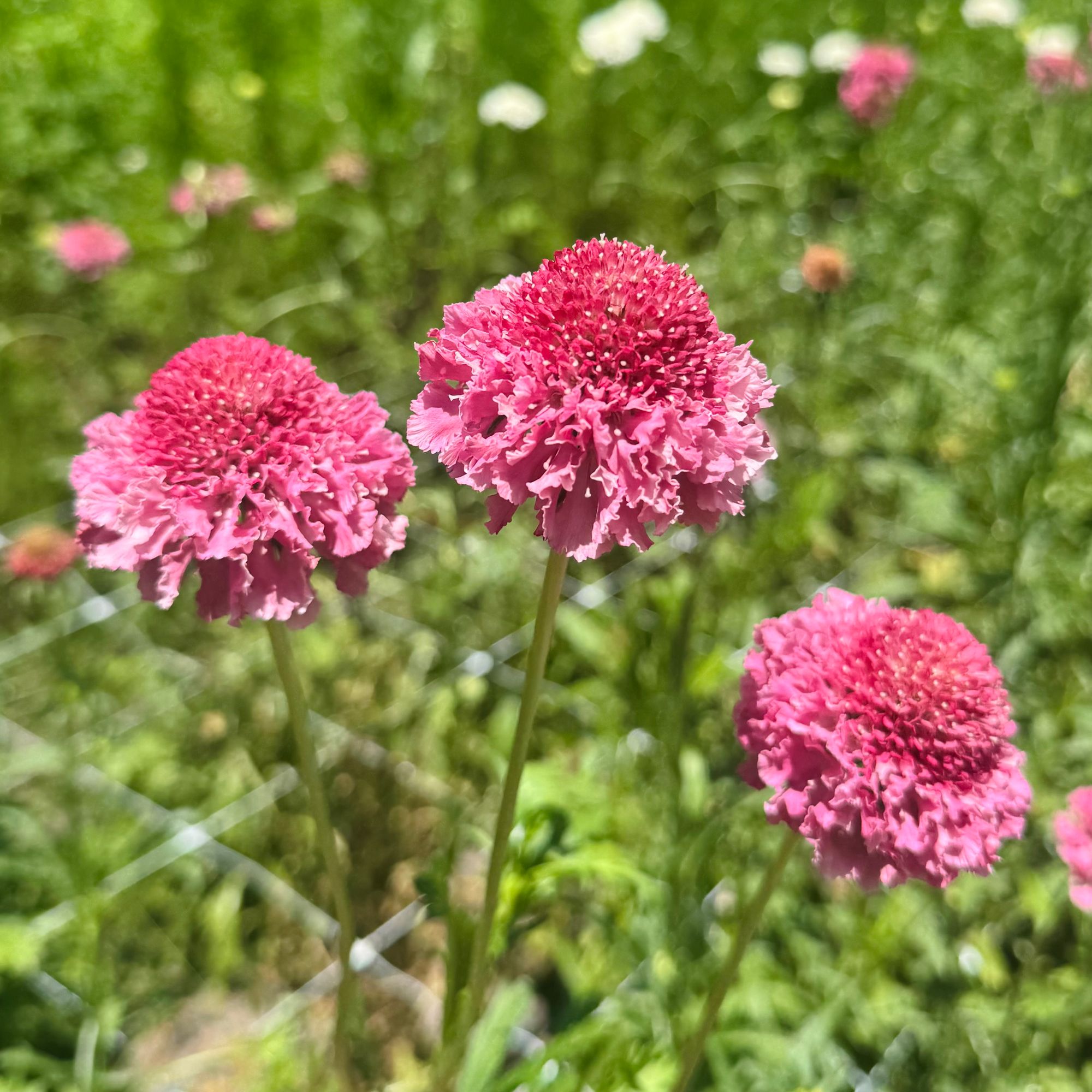 SCABIOSA atropurpurea x caucasica Focal Scoop Popsicle