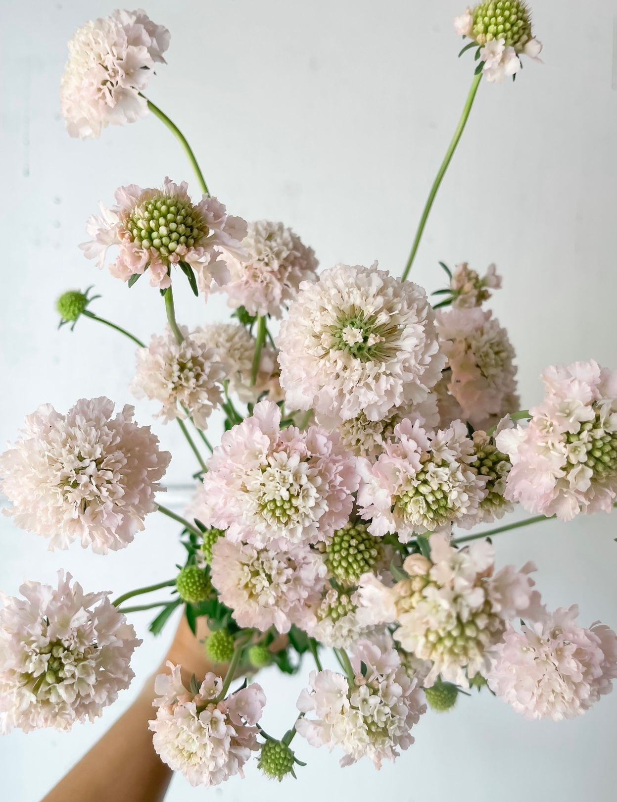 SCABIOSA atropurpurea x caucasica Bon Bon Scoop