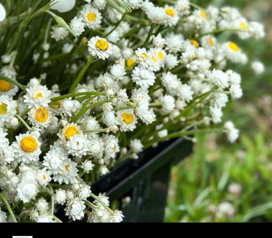 AMMOBIUM alatum