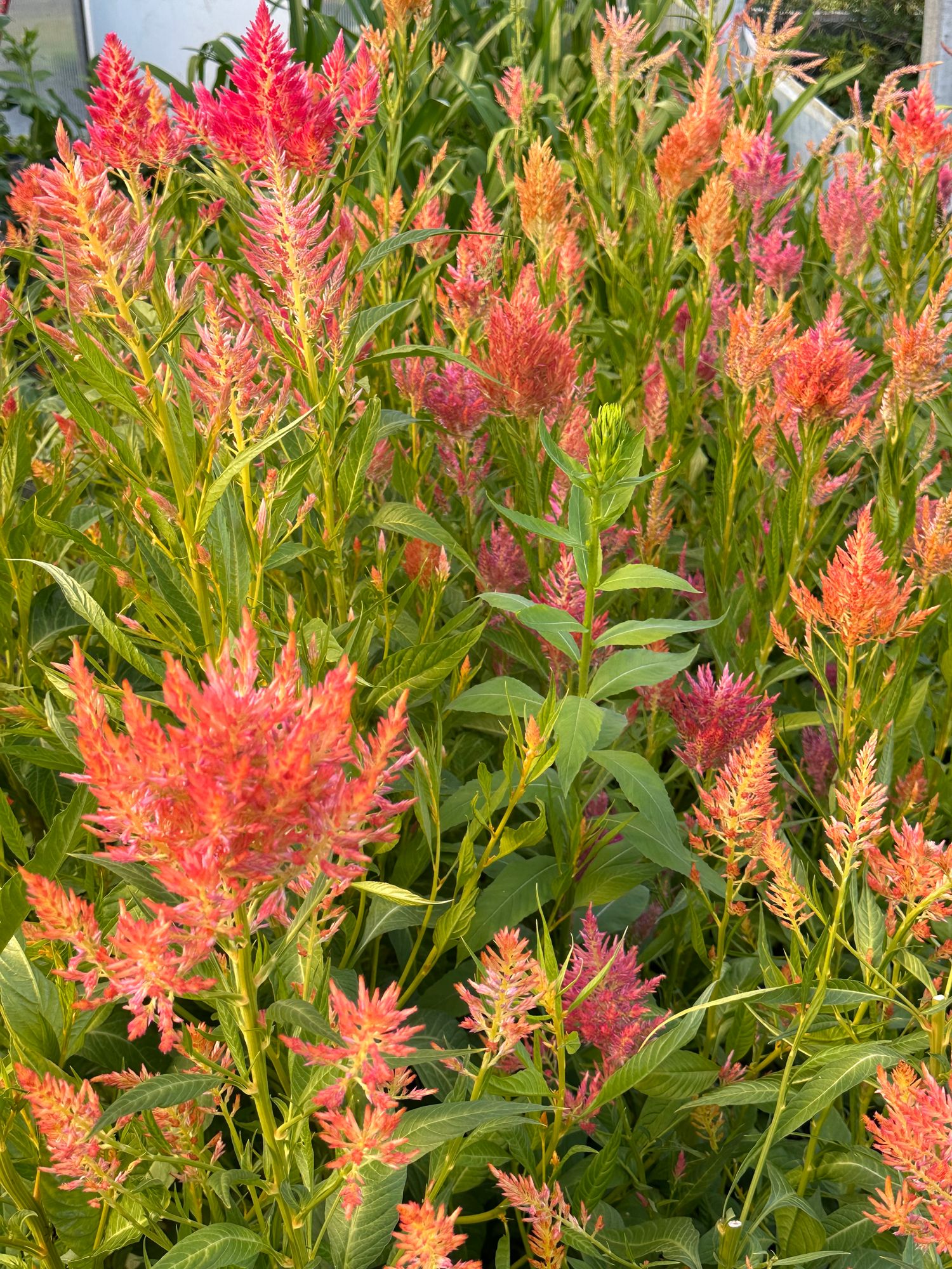 CELOSIA argentea var. spicata Cramer's Amazon