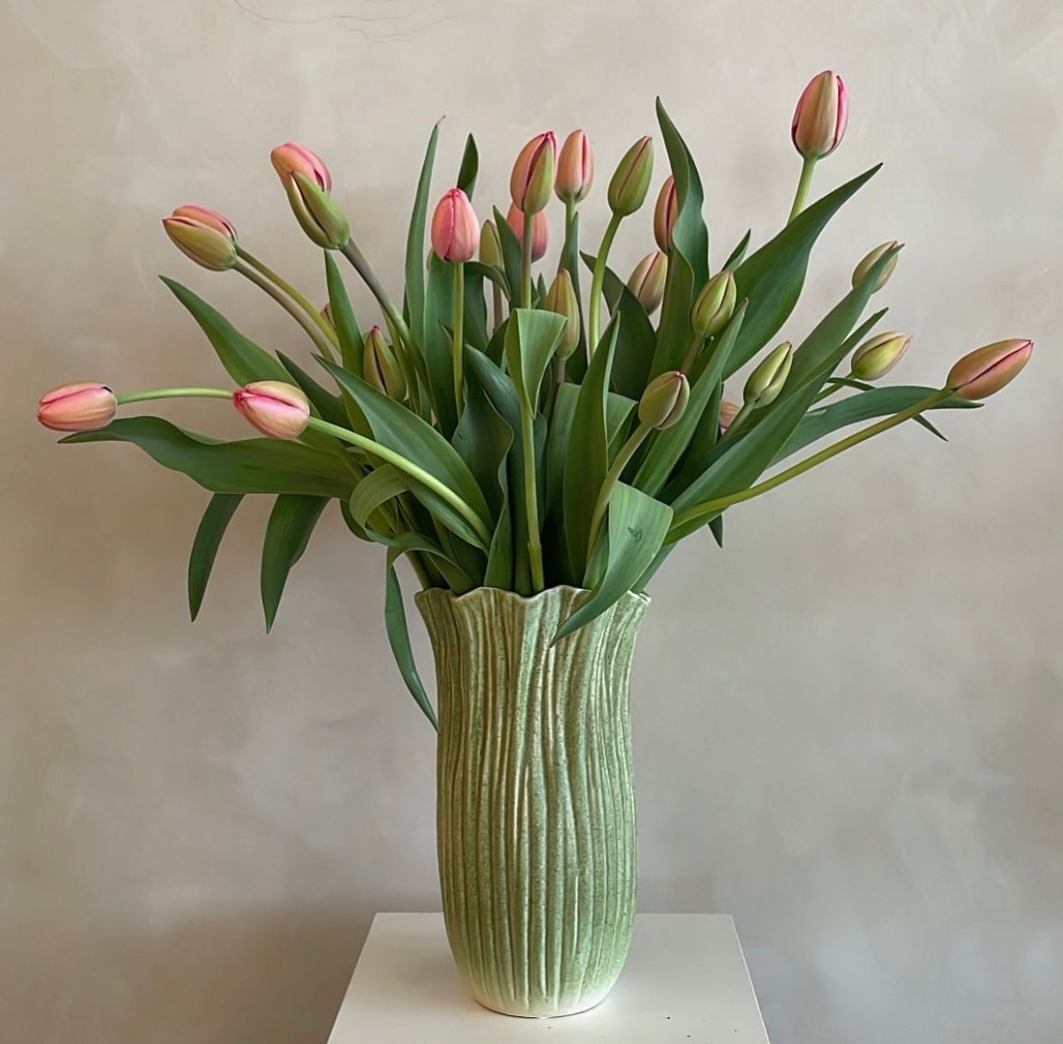 TULIPA Pink Impression