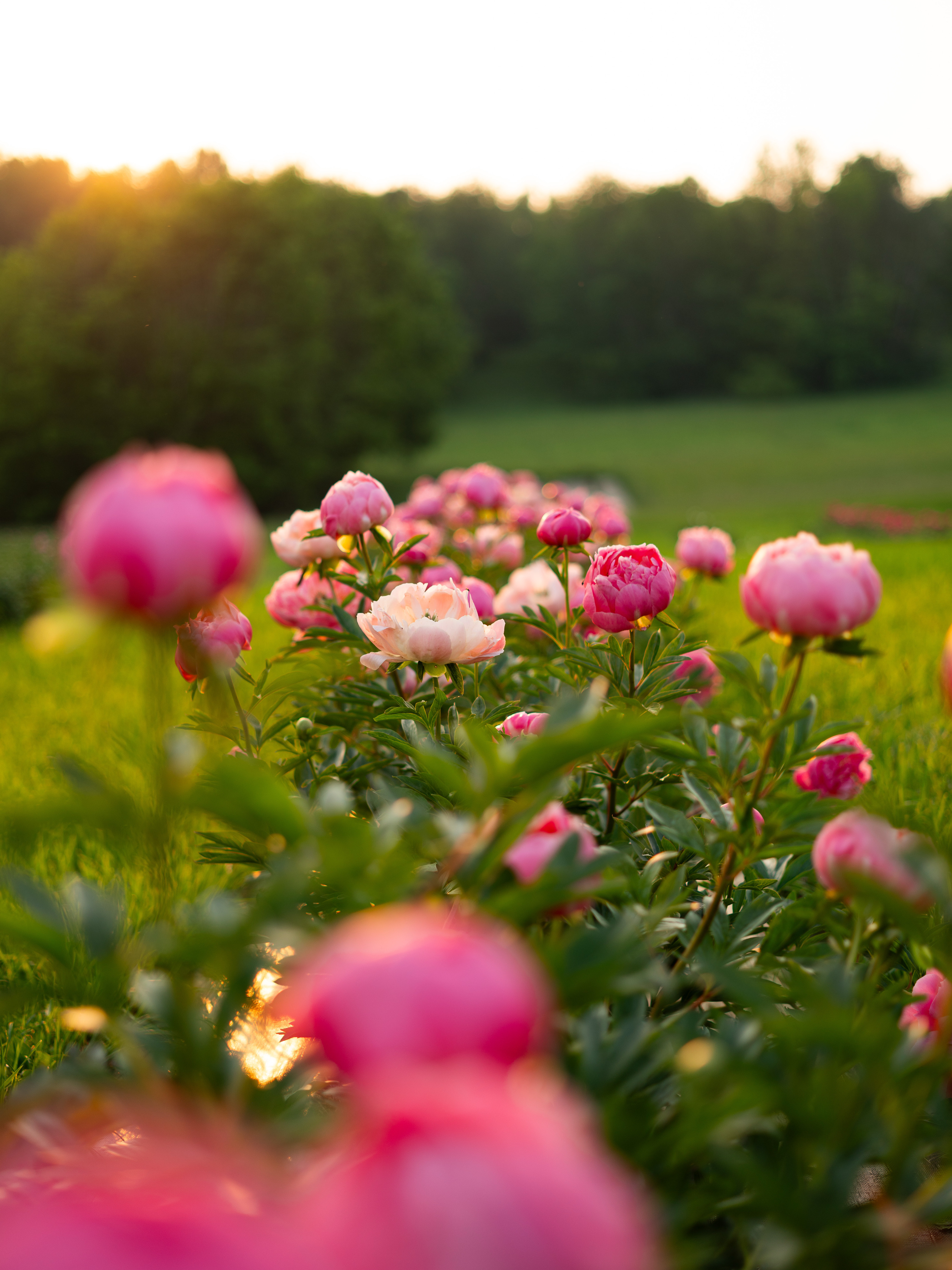 Meadowsweet Flowers Banner