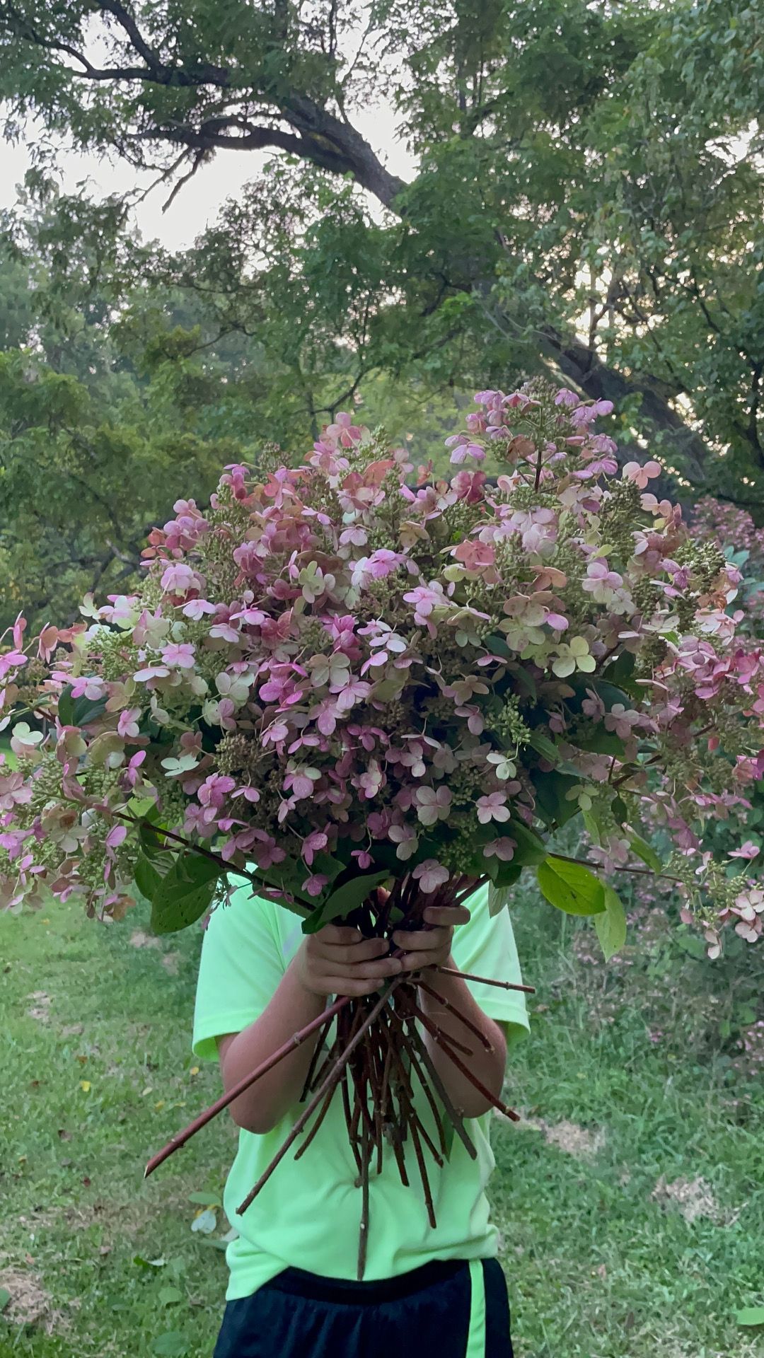 HYDRANGEA paniculata Quick Fire