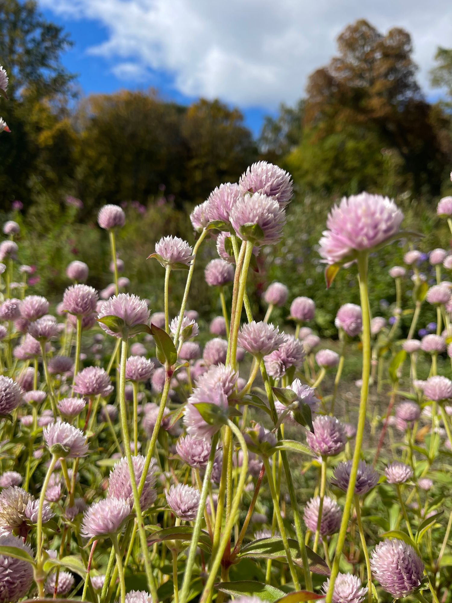 GOMPHRENA globosa
