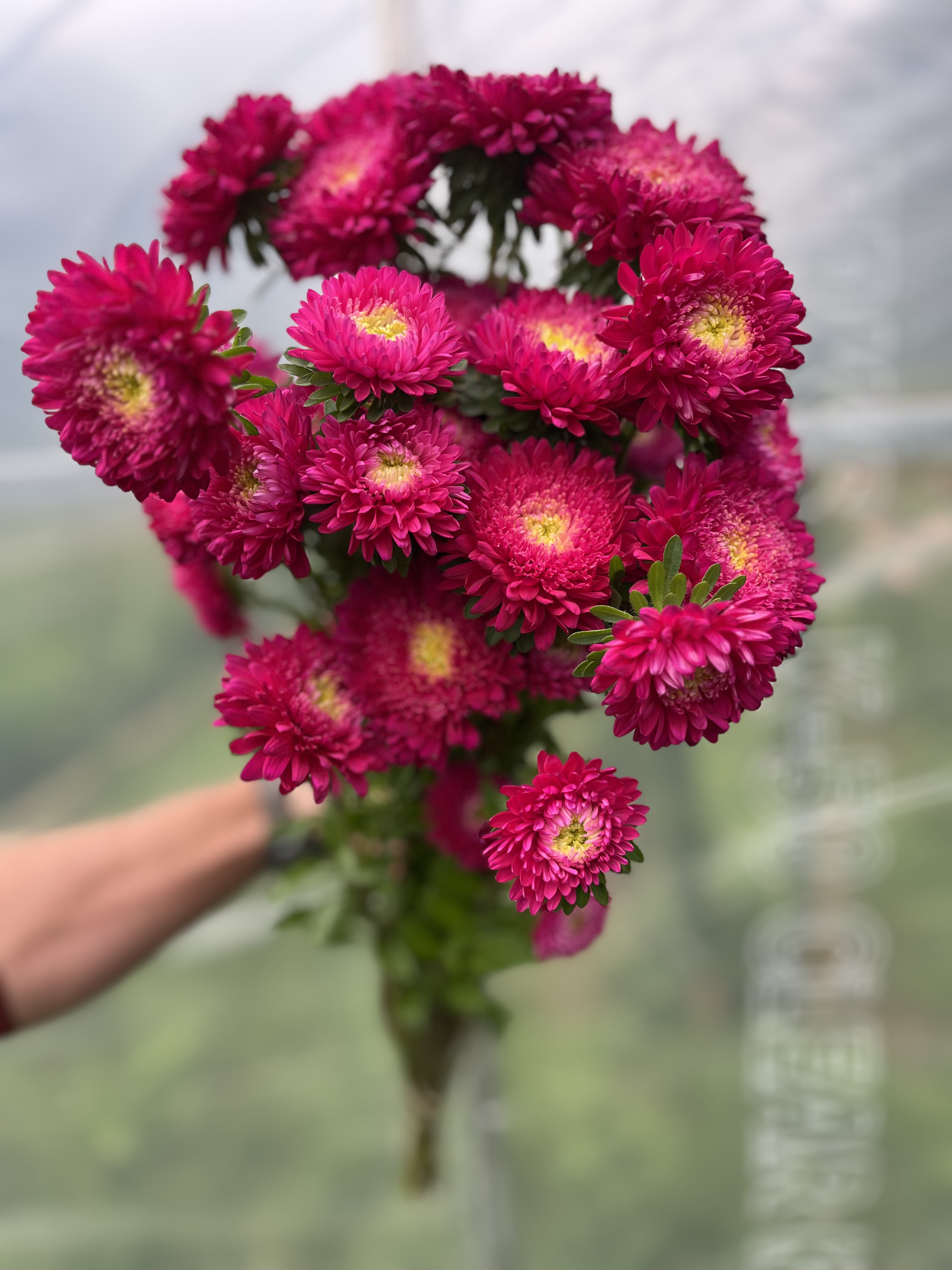 CALLISTEPHUS chinensis Azumi XL Rose