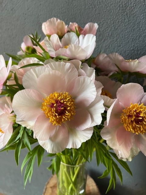 PAEONIA