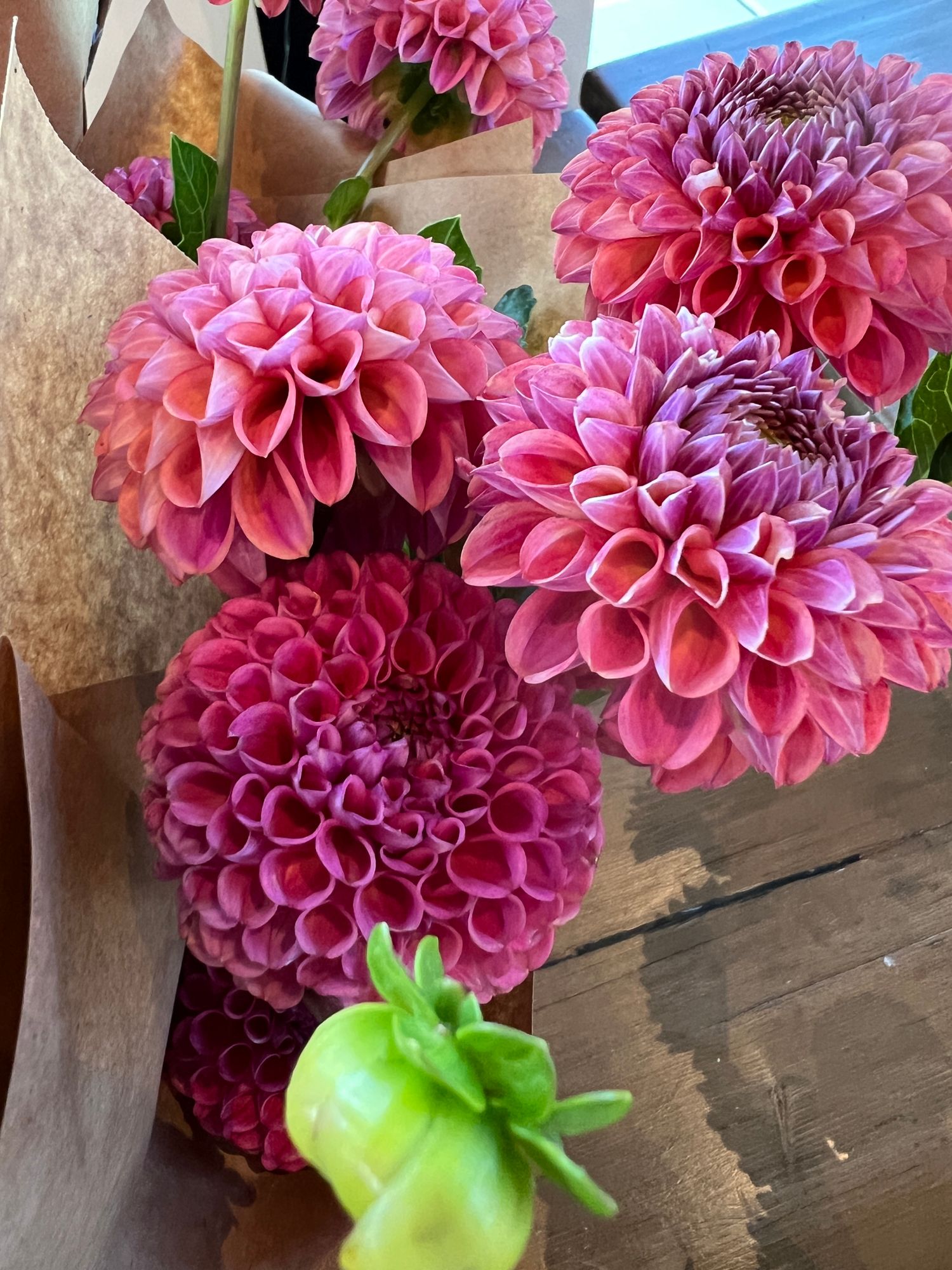 DAHLIA Caitlins Joy