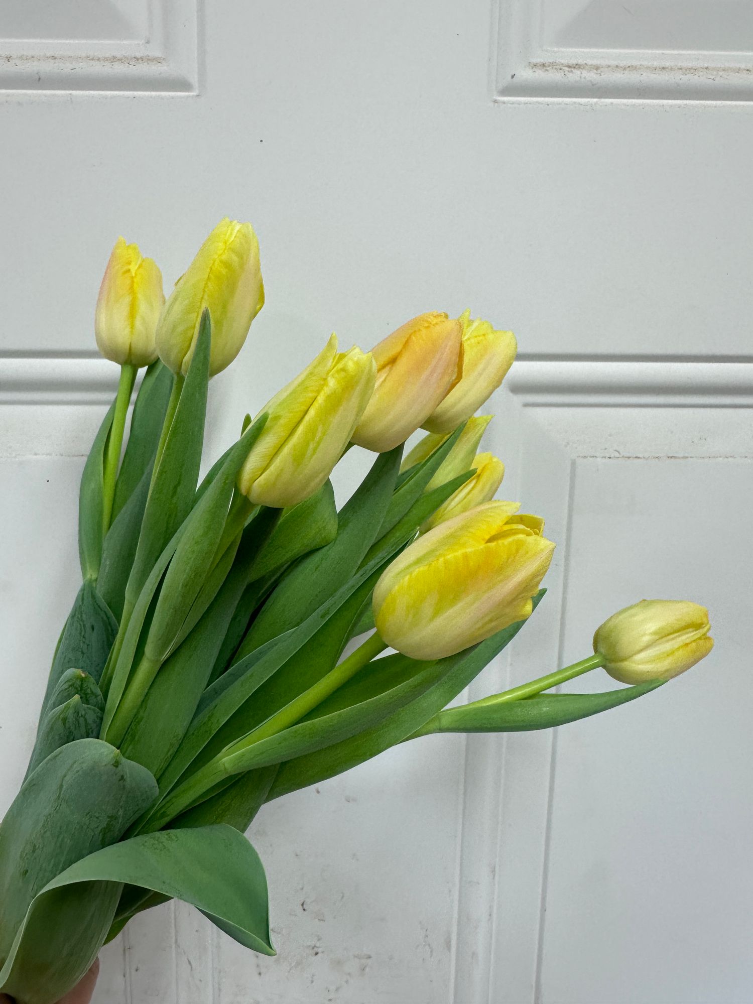 TULIPA Sunrise Dynasty