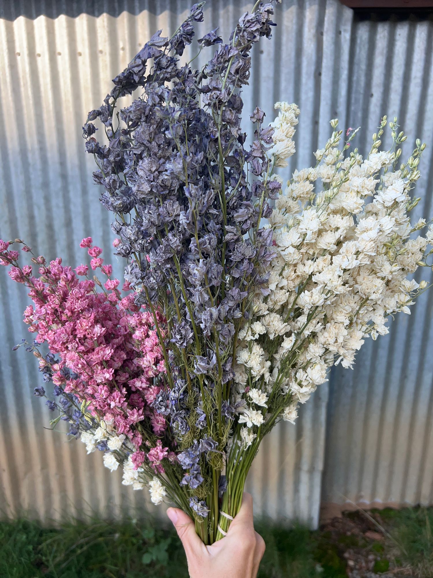 CONSOLIDA ajacis QIS