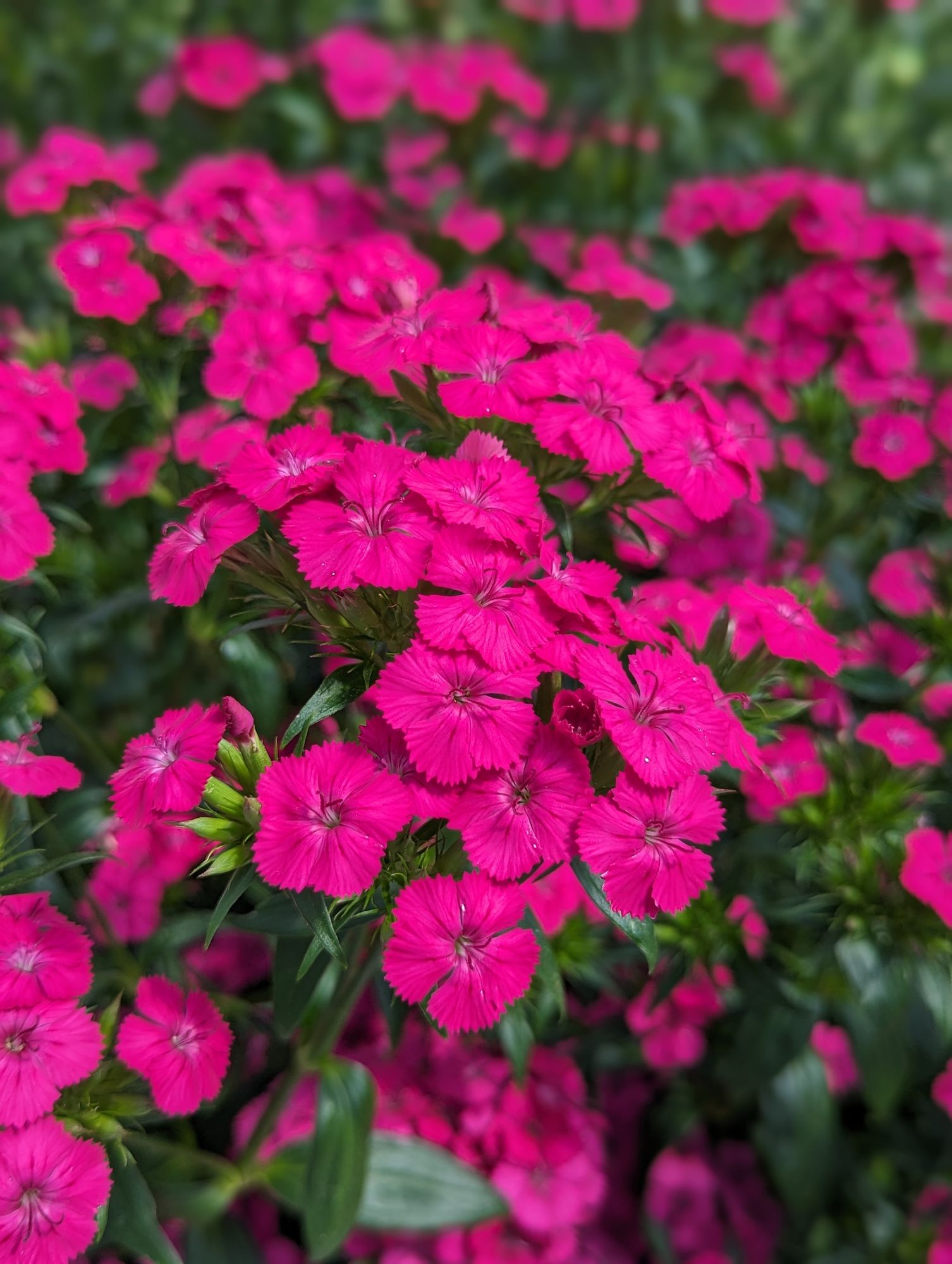 DIANTHUS x barbatus Amazon Neon Rose