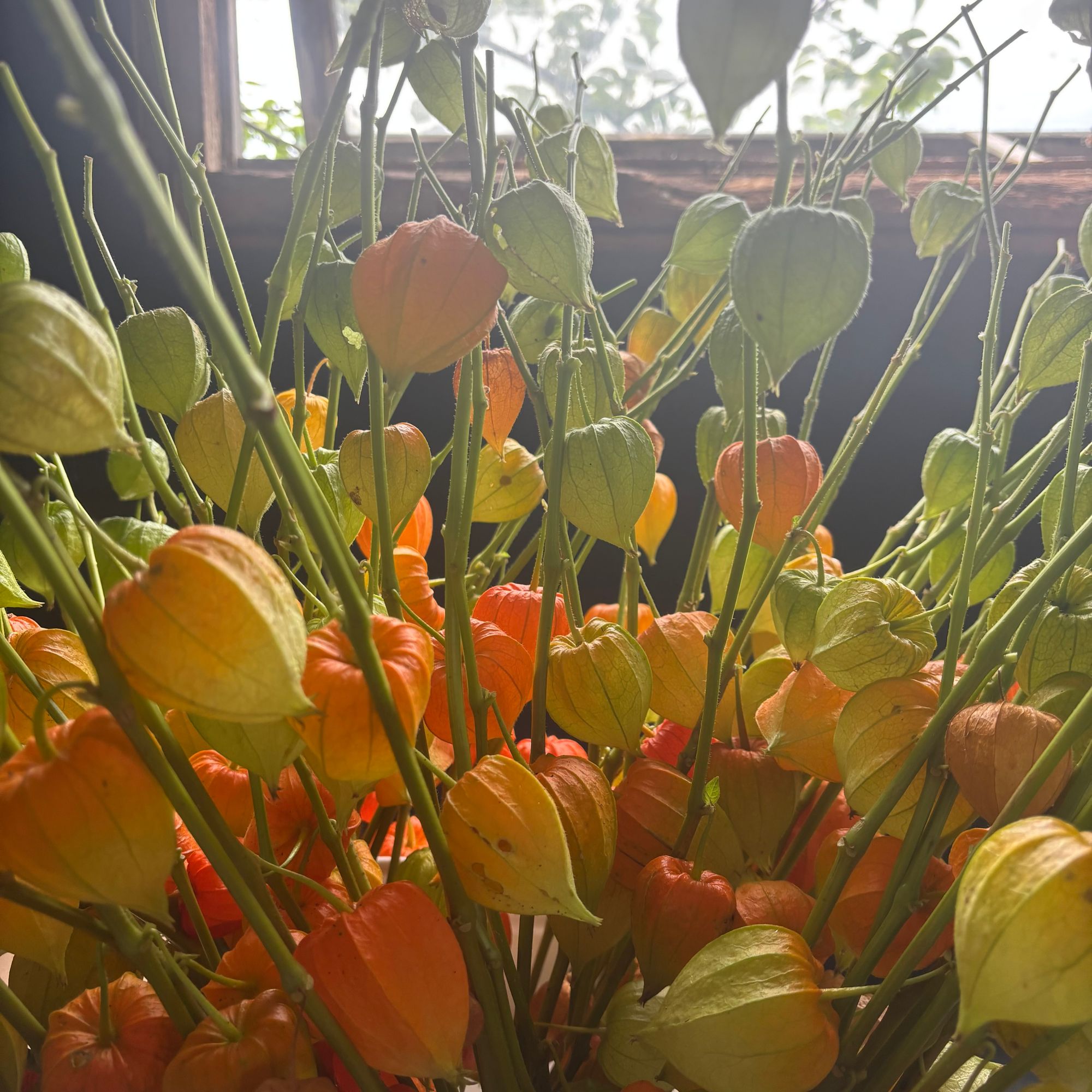 PHYSALIS alkekengi