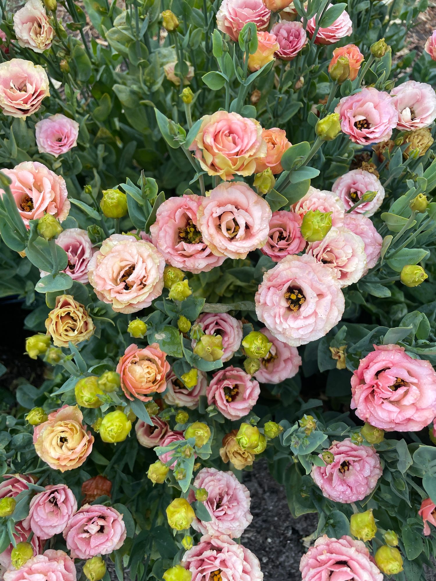 EUSTOMA grandiflorum Little Summer 1 Orange