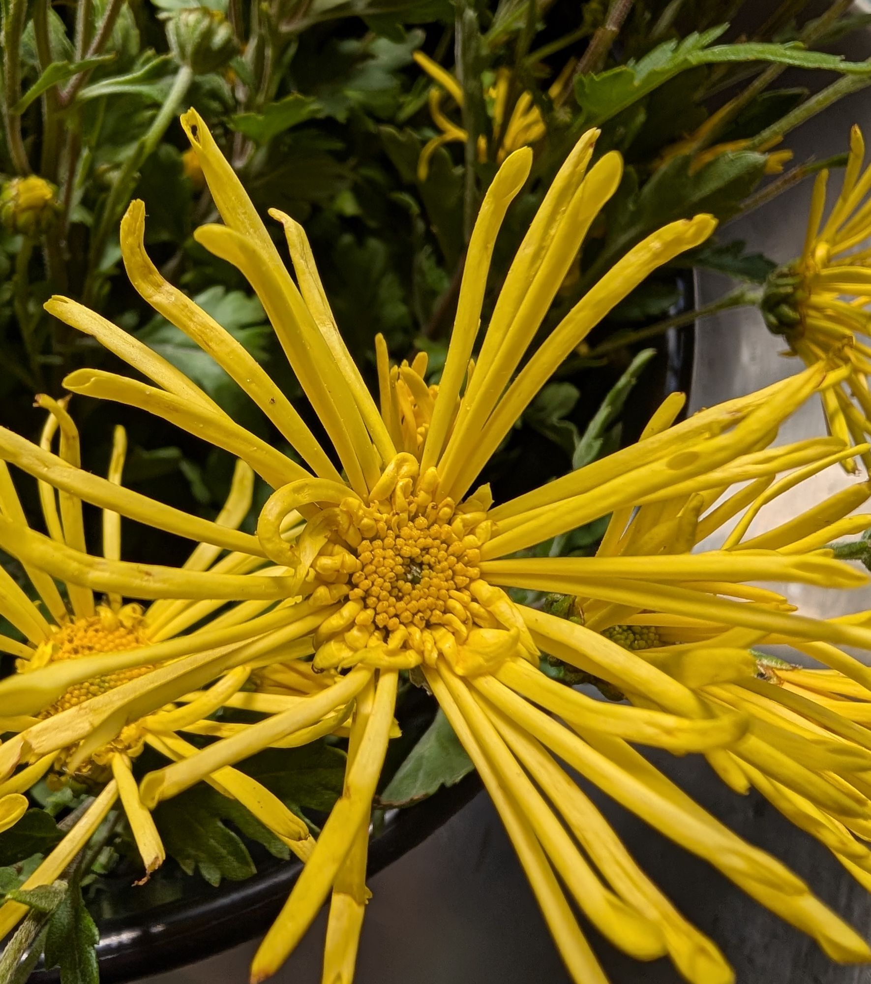 CHRYSANTHEMUM