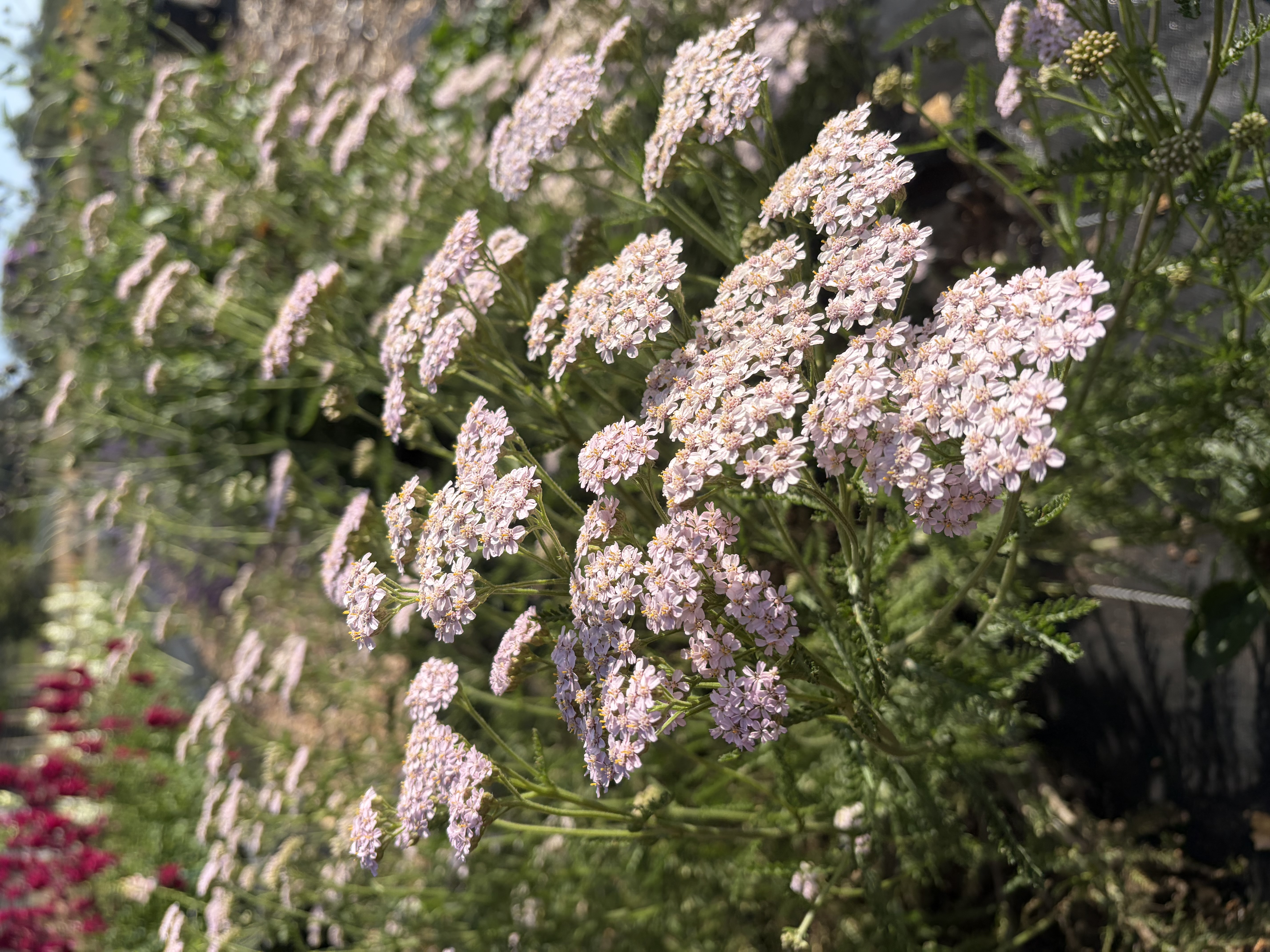 ACHILLEA millefolium
