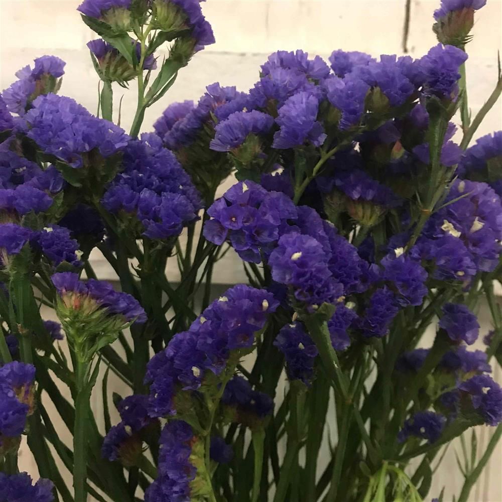 LIMONIUM sinuatum