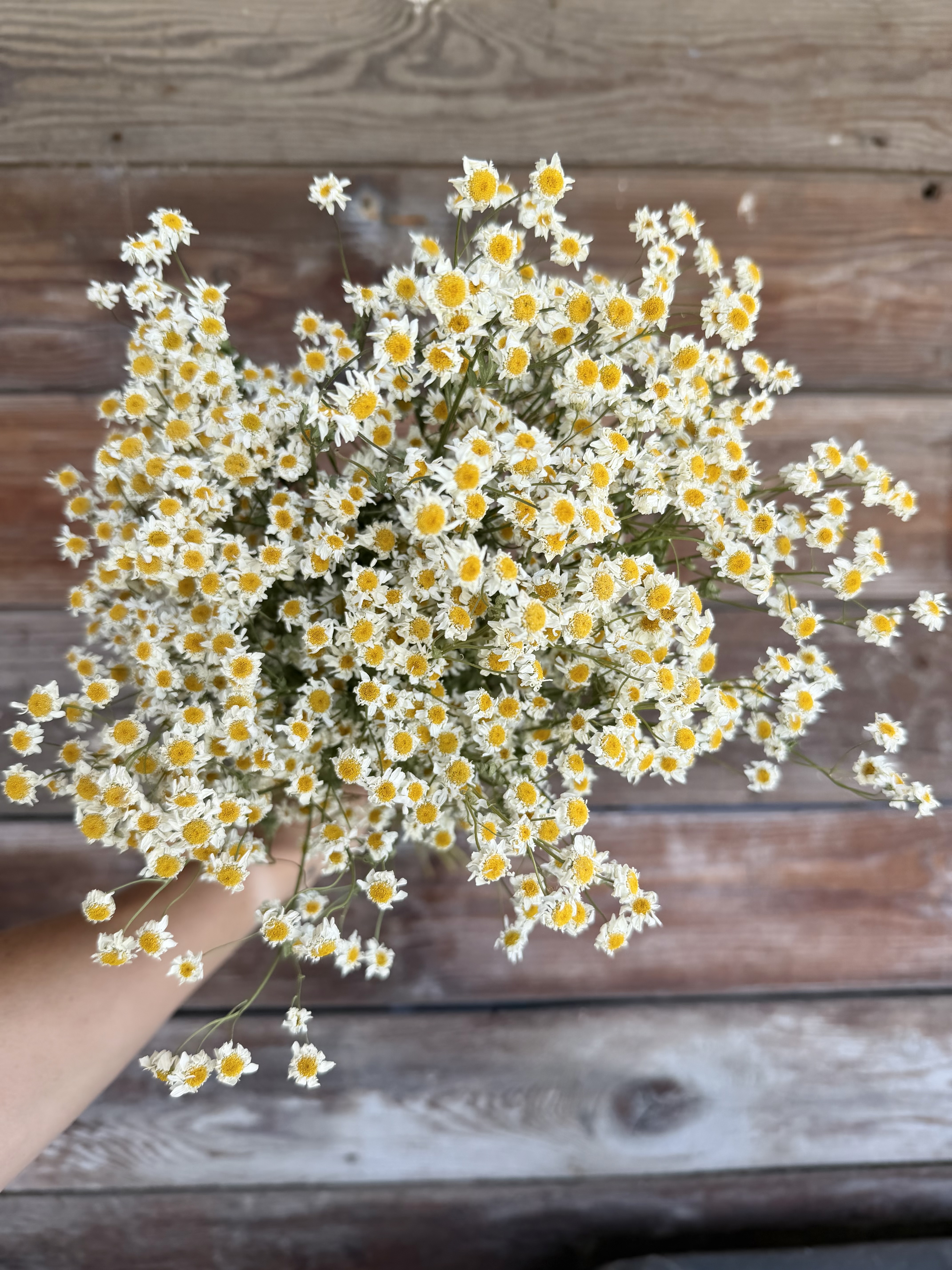 TANACETUM parthenium