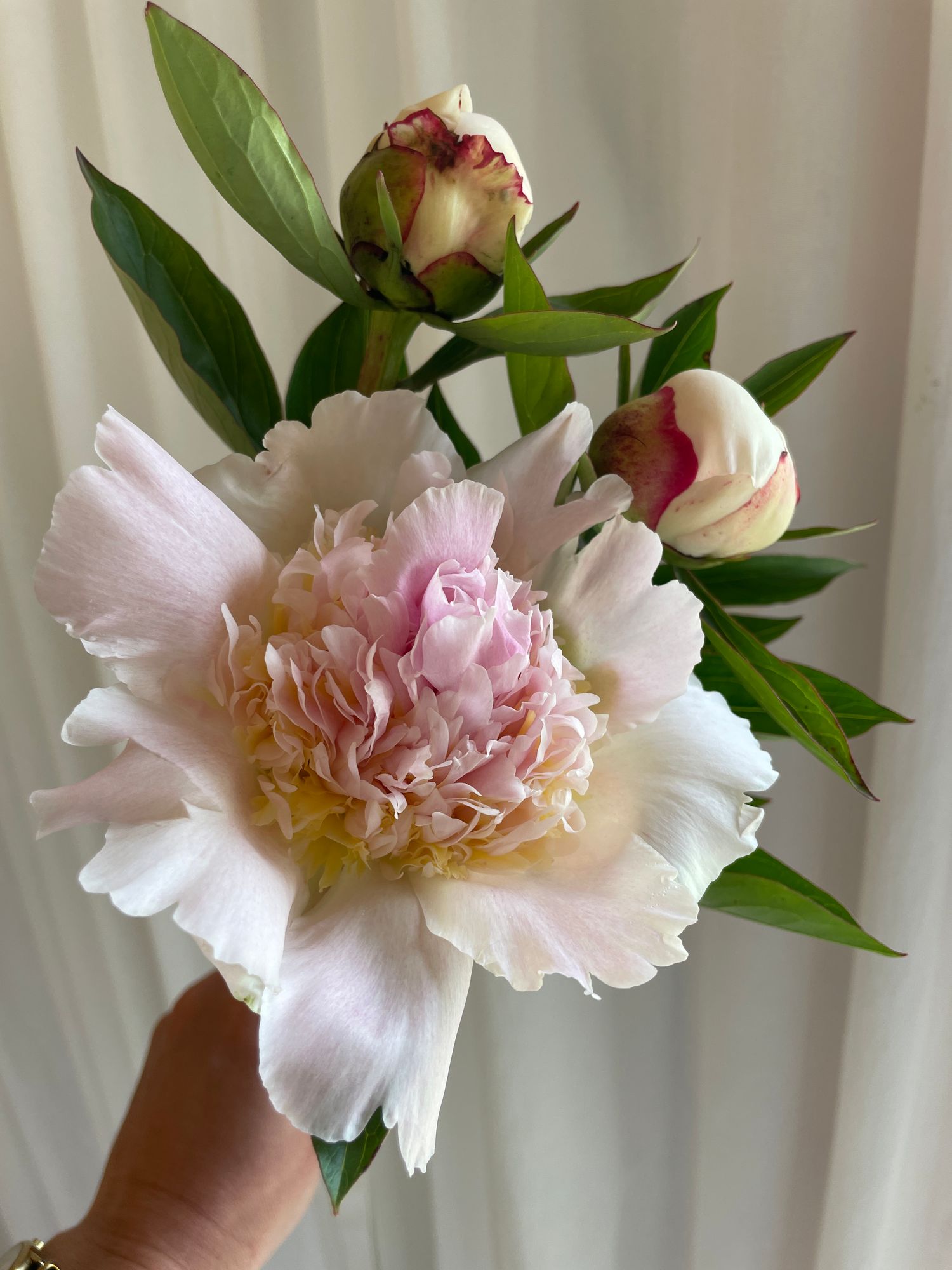 PAEONIA lactiflora Blush Queen