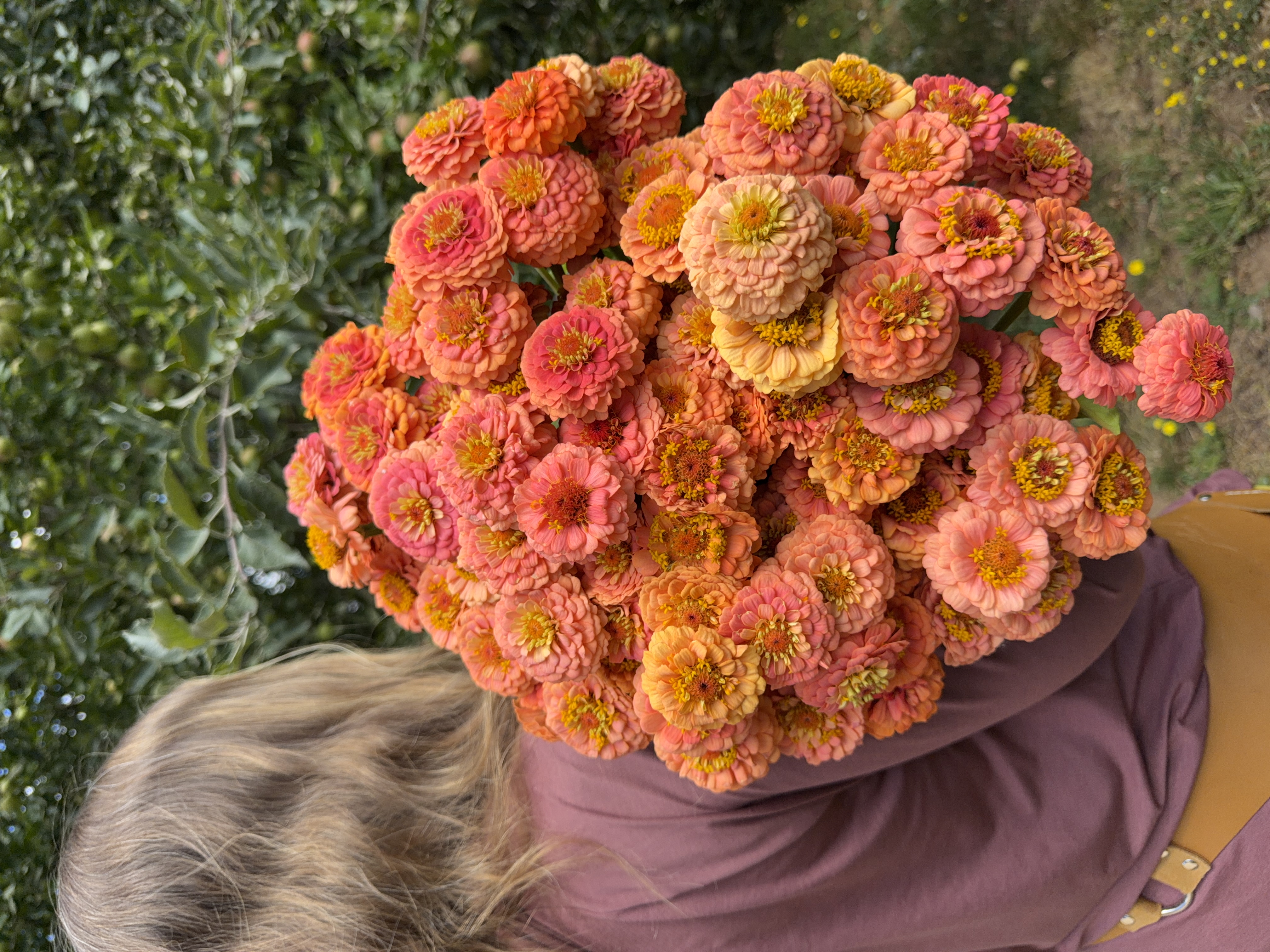 ZINNIA elegans Oklahoma Salmon