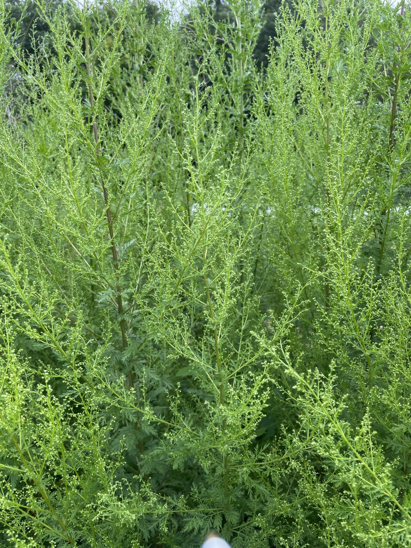 ARTEMISIA annua