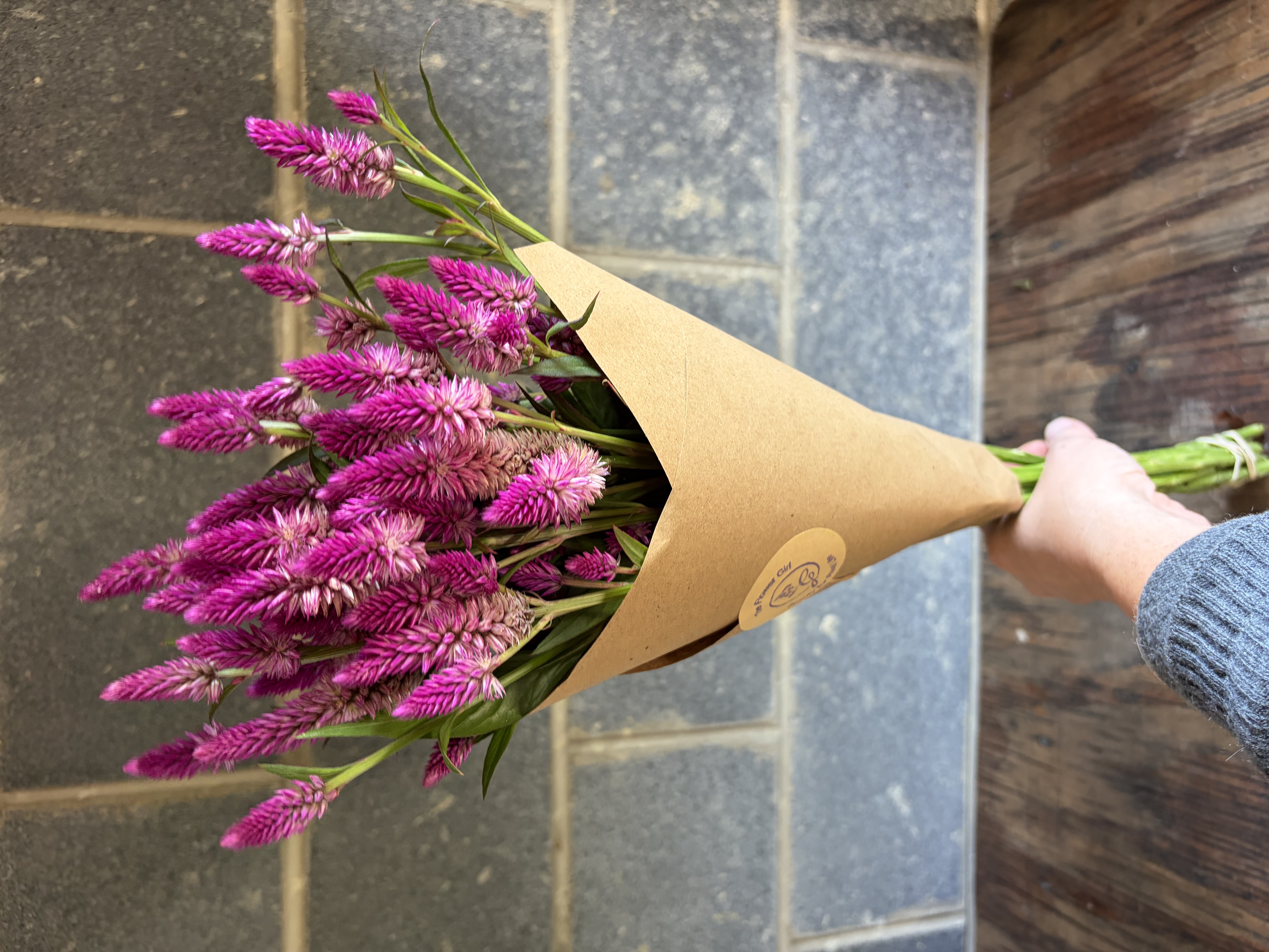 CELOSIA argentea spicata Flamingo Purple