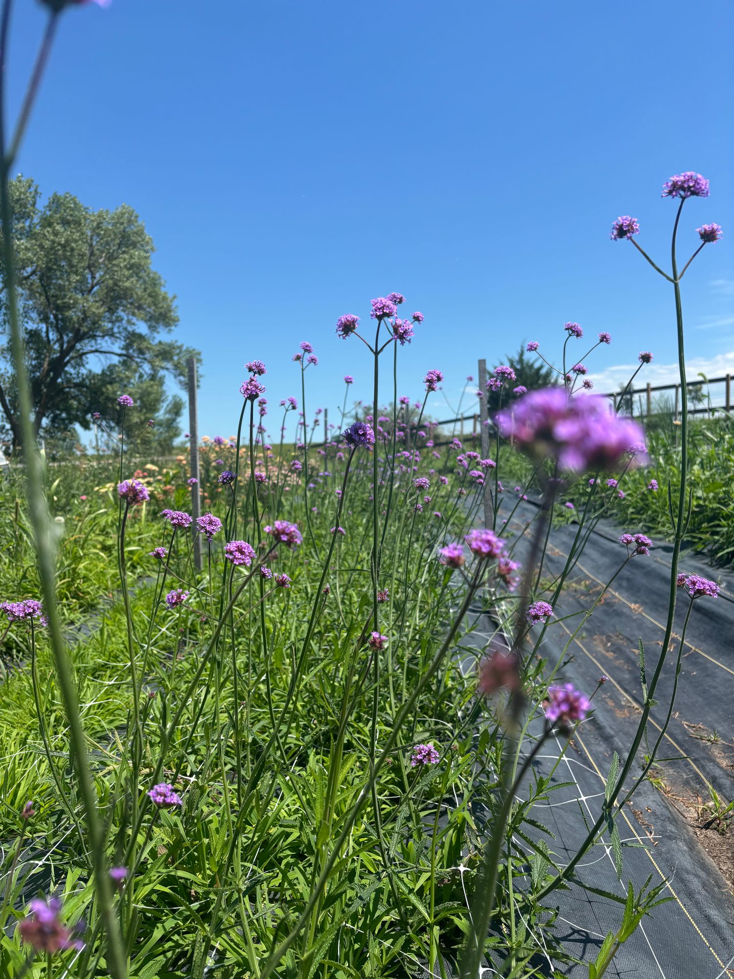 VERBENA bonariensis