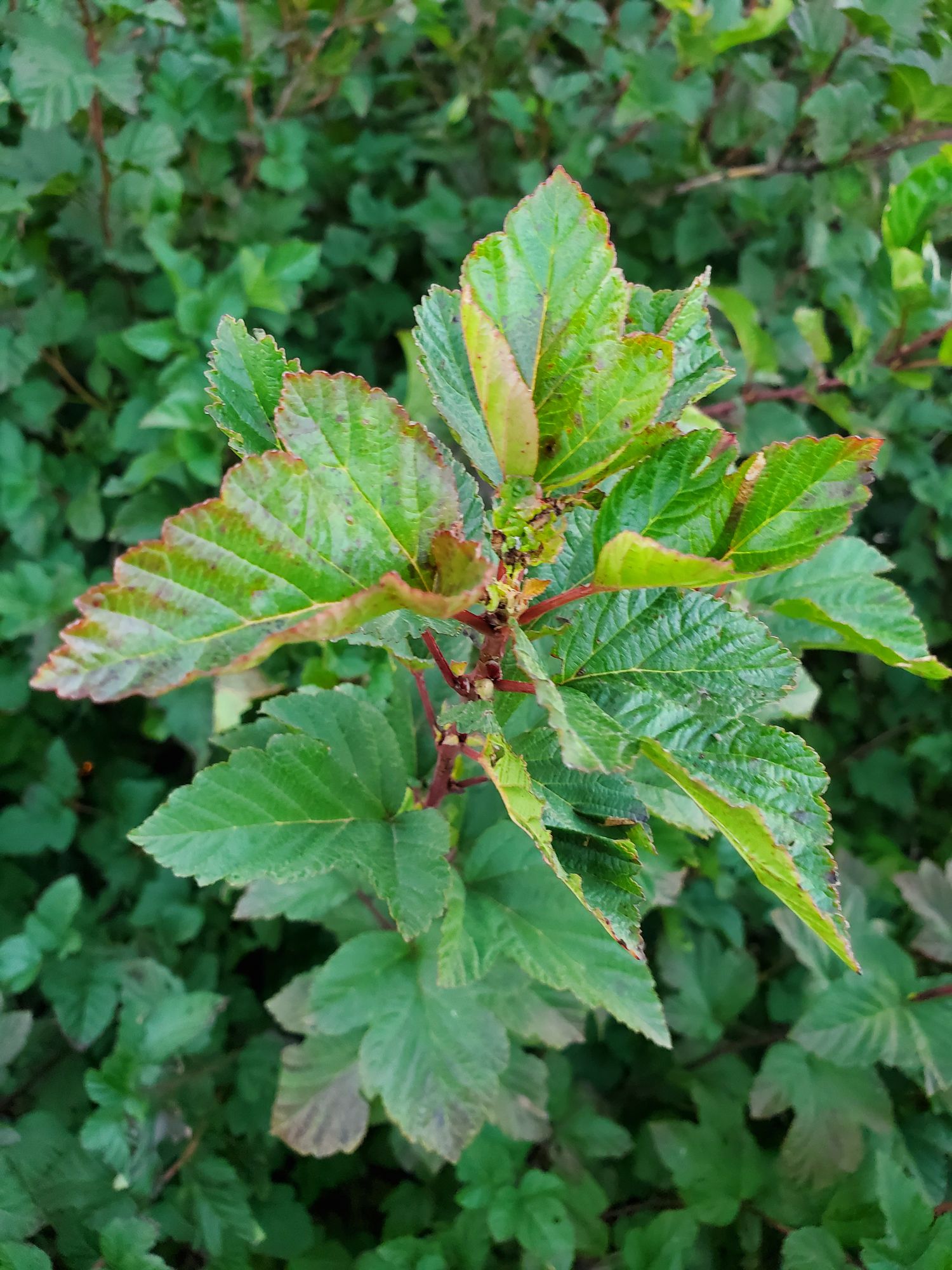 PHYSOCARPUS opulifolius Amber Jubilee