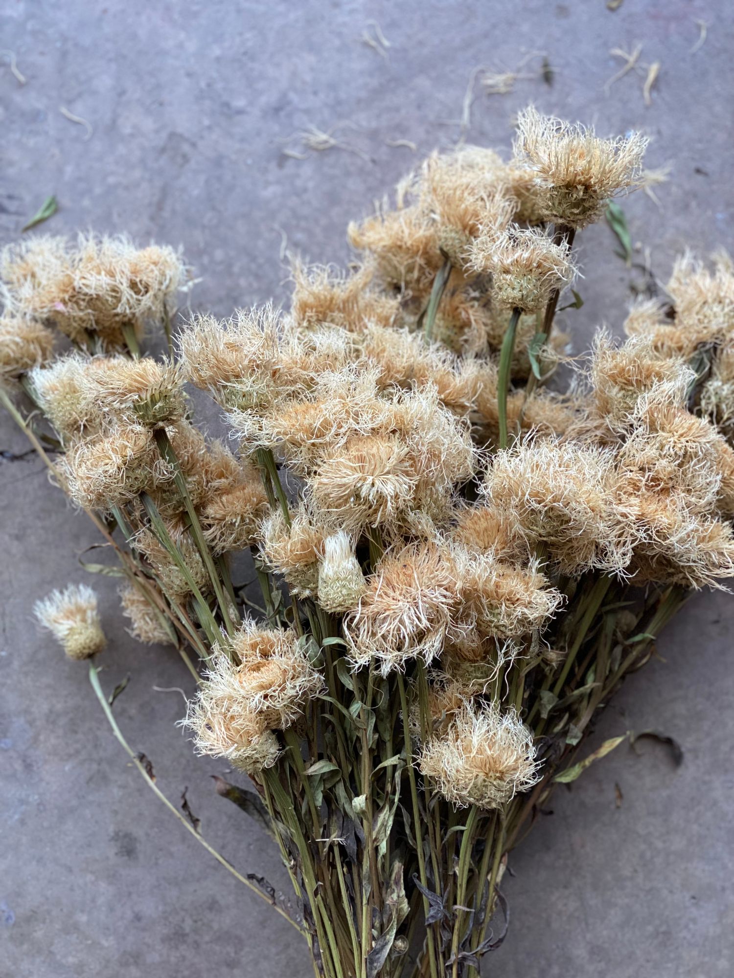 CENTAUREA americana