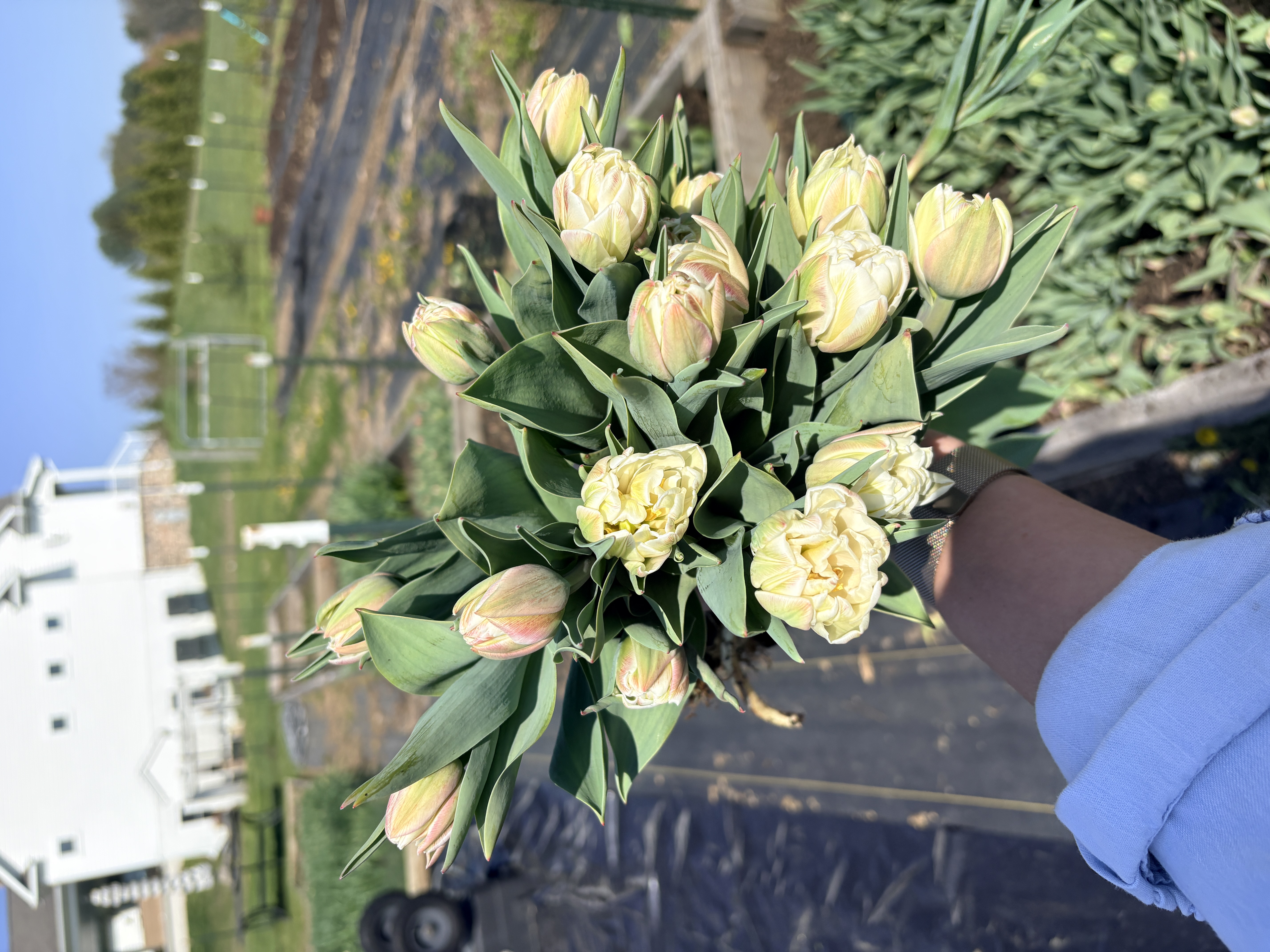 TULIPA Foxy Foxtrot