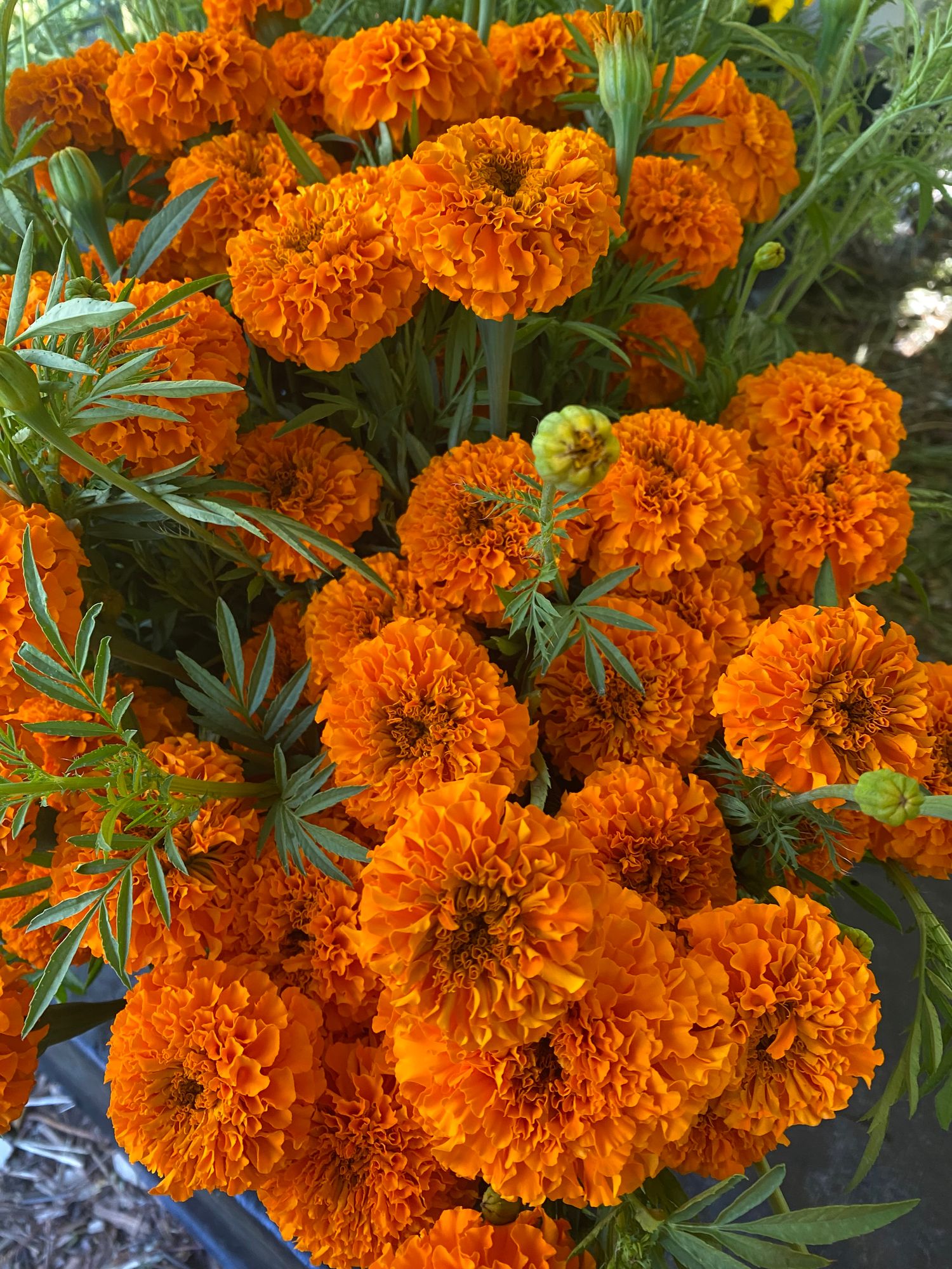 TAGETES erecta
