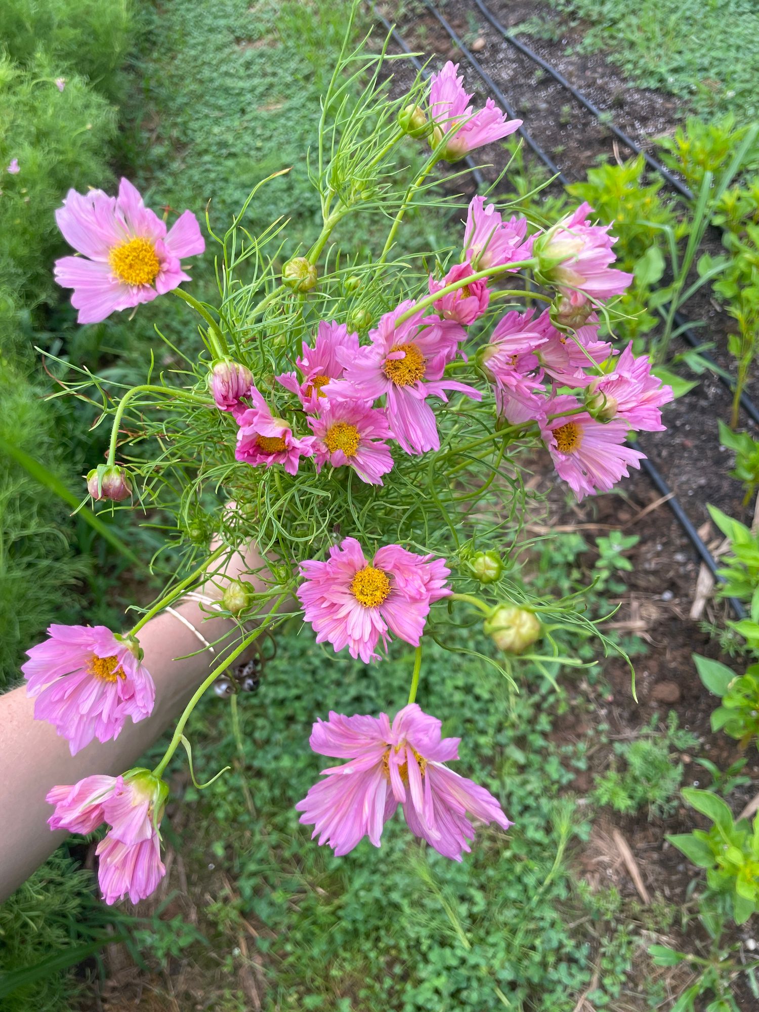 COSMOS bipinnatus Apricotta