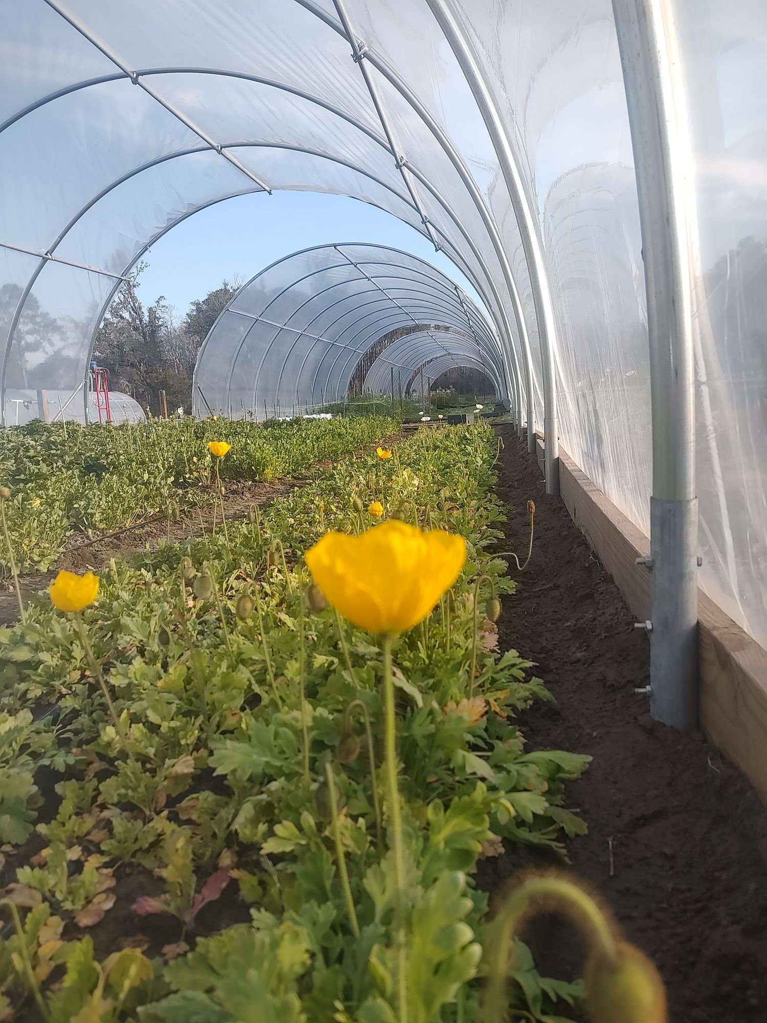 PAPAVER nudicaule Champagne Bubbles