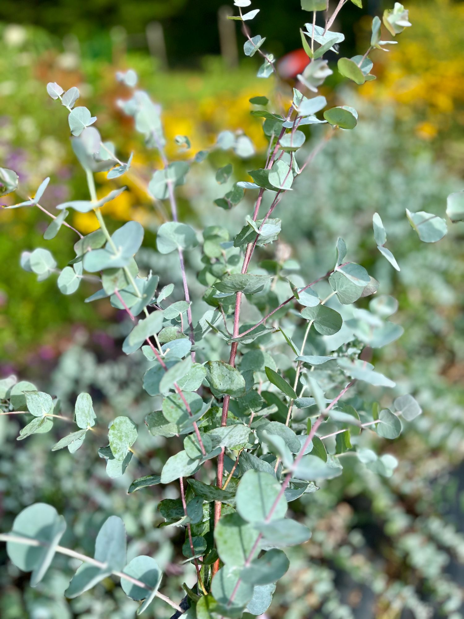 EUCALYPTUS
