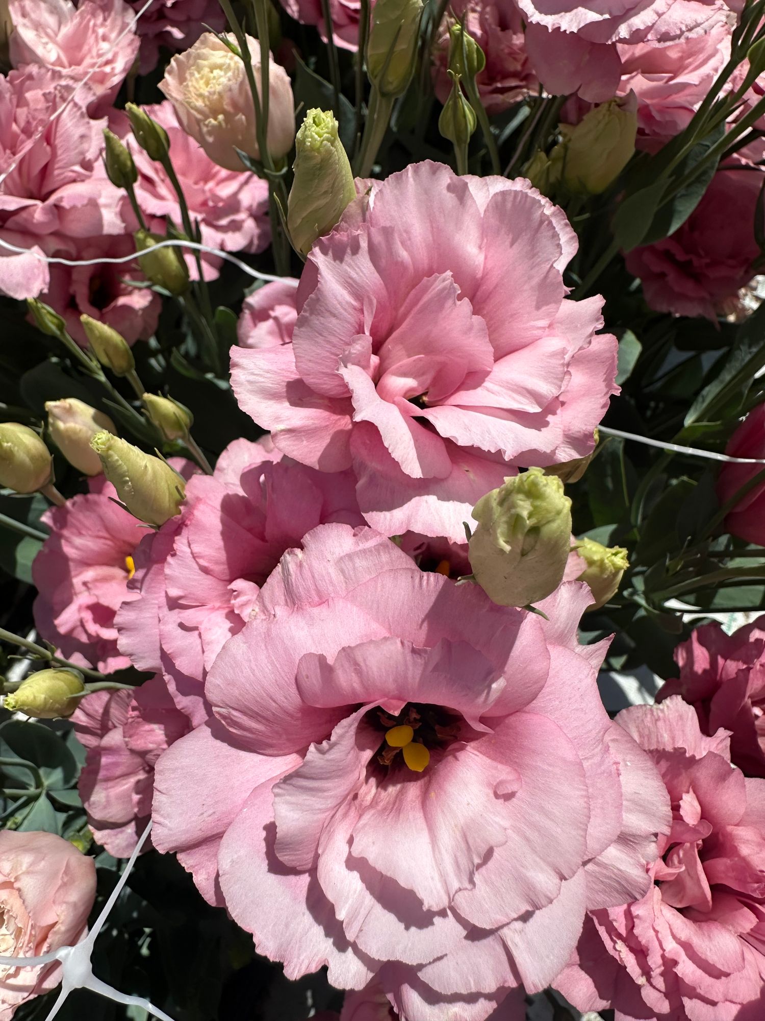 EUSTOMA grandiflorum Celeb