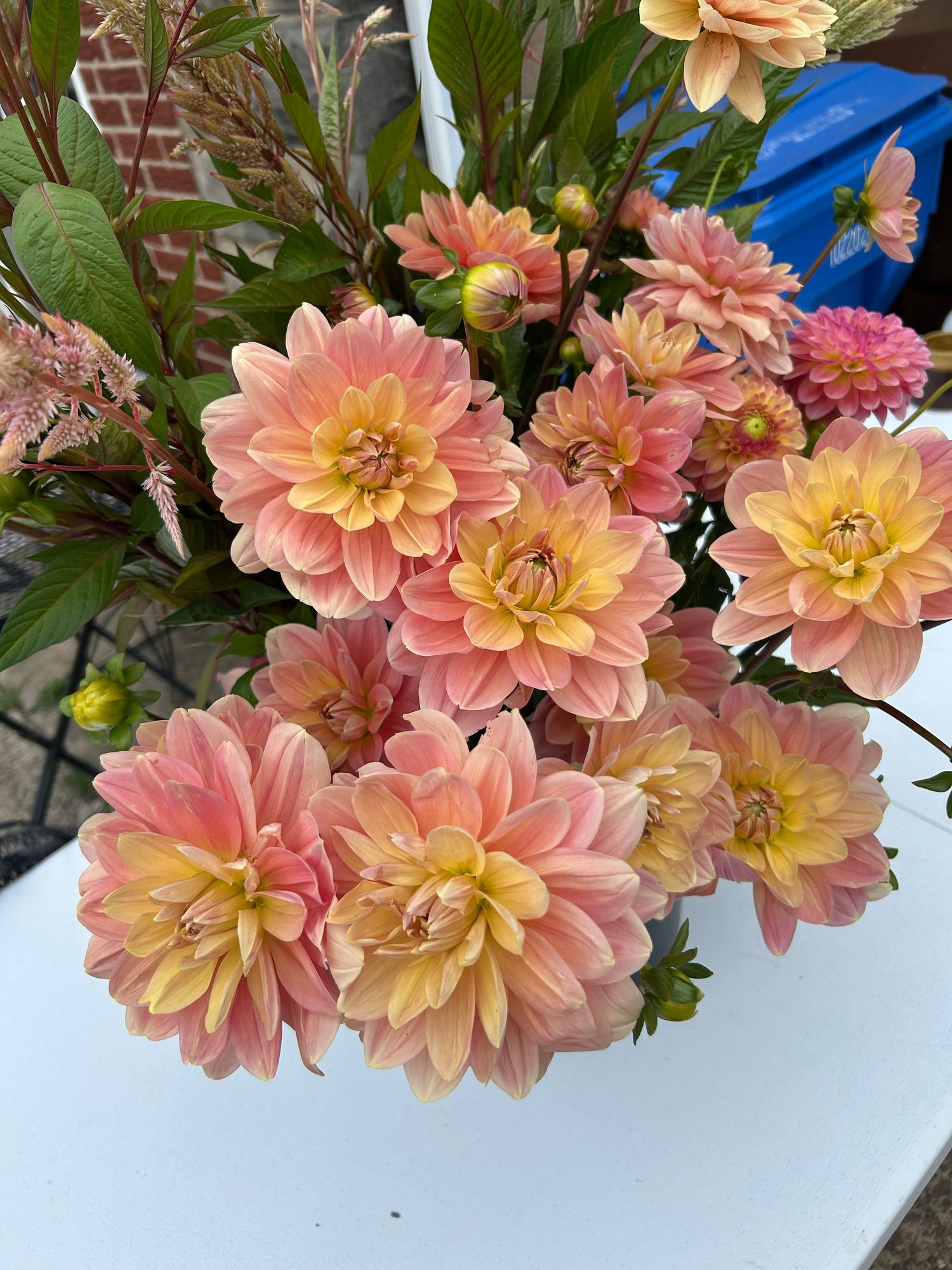 DAHLIA Waterlily (gen. classif.)