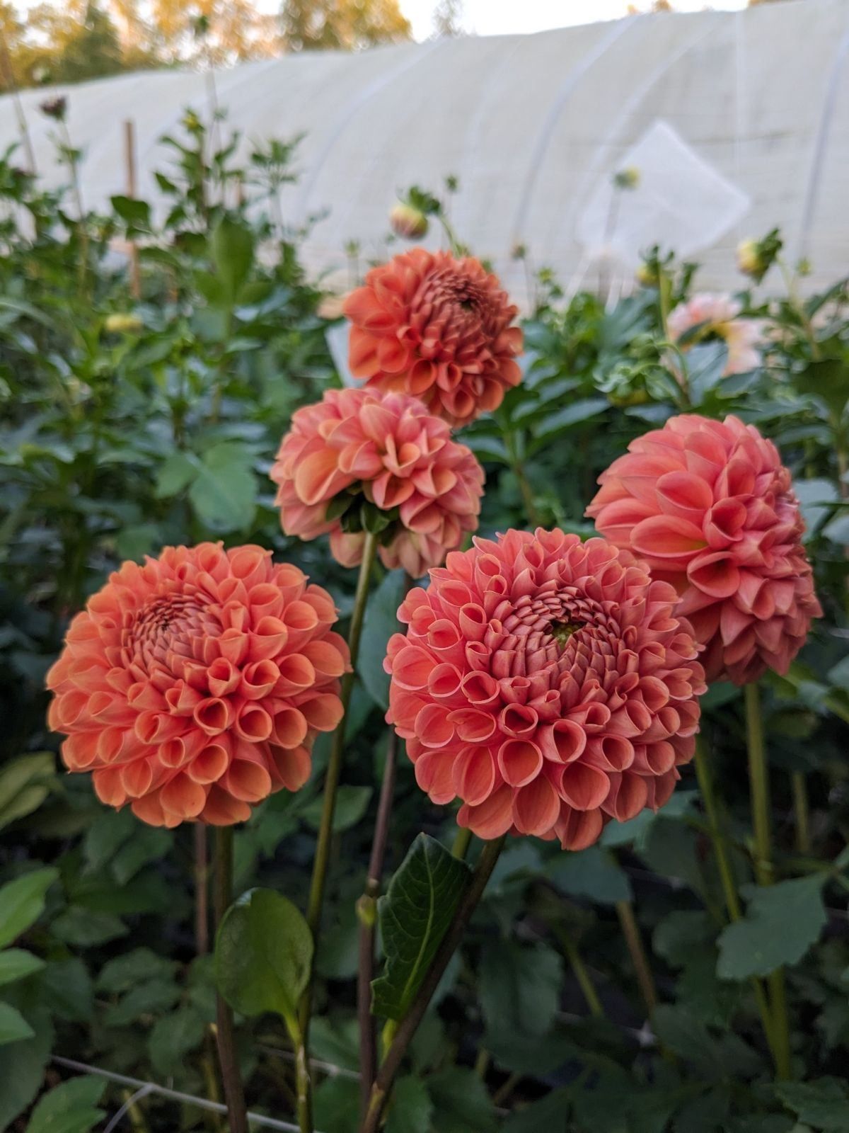 DAHLIA Cornel Bronze