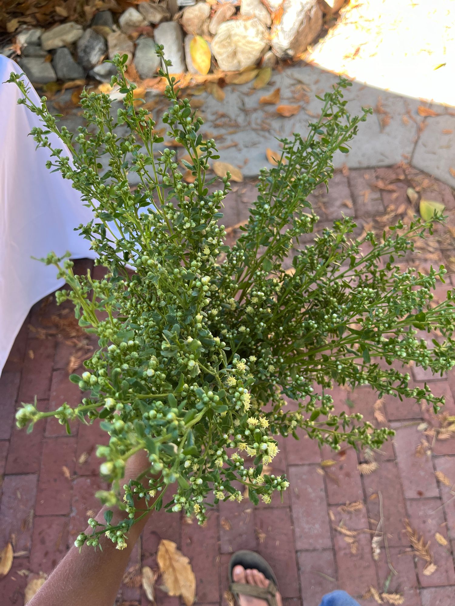 BACCHARIS halimifolia