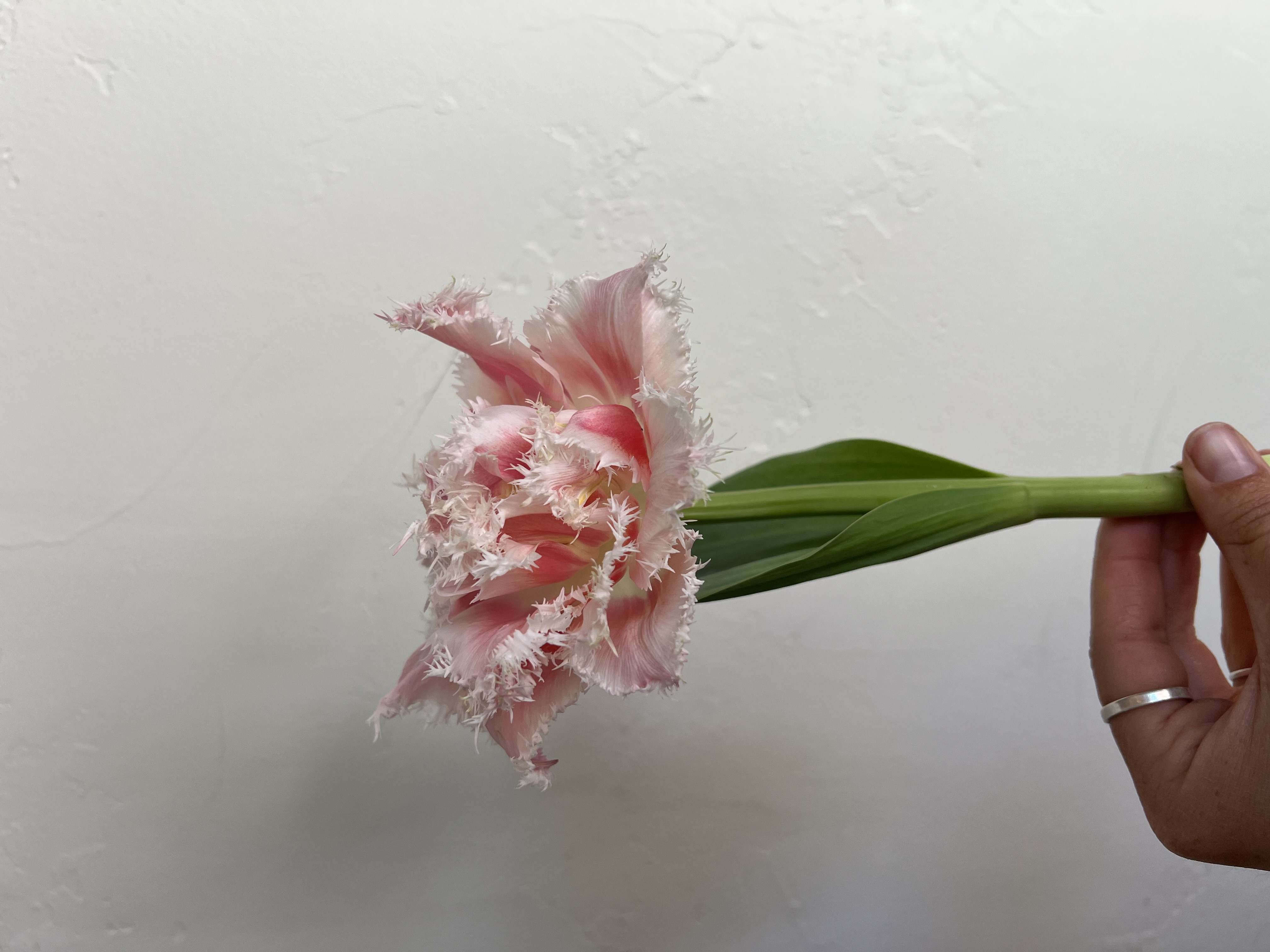 TULIPA Queensland