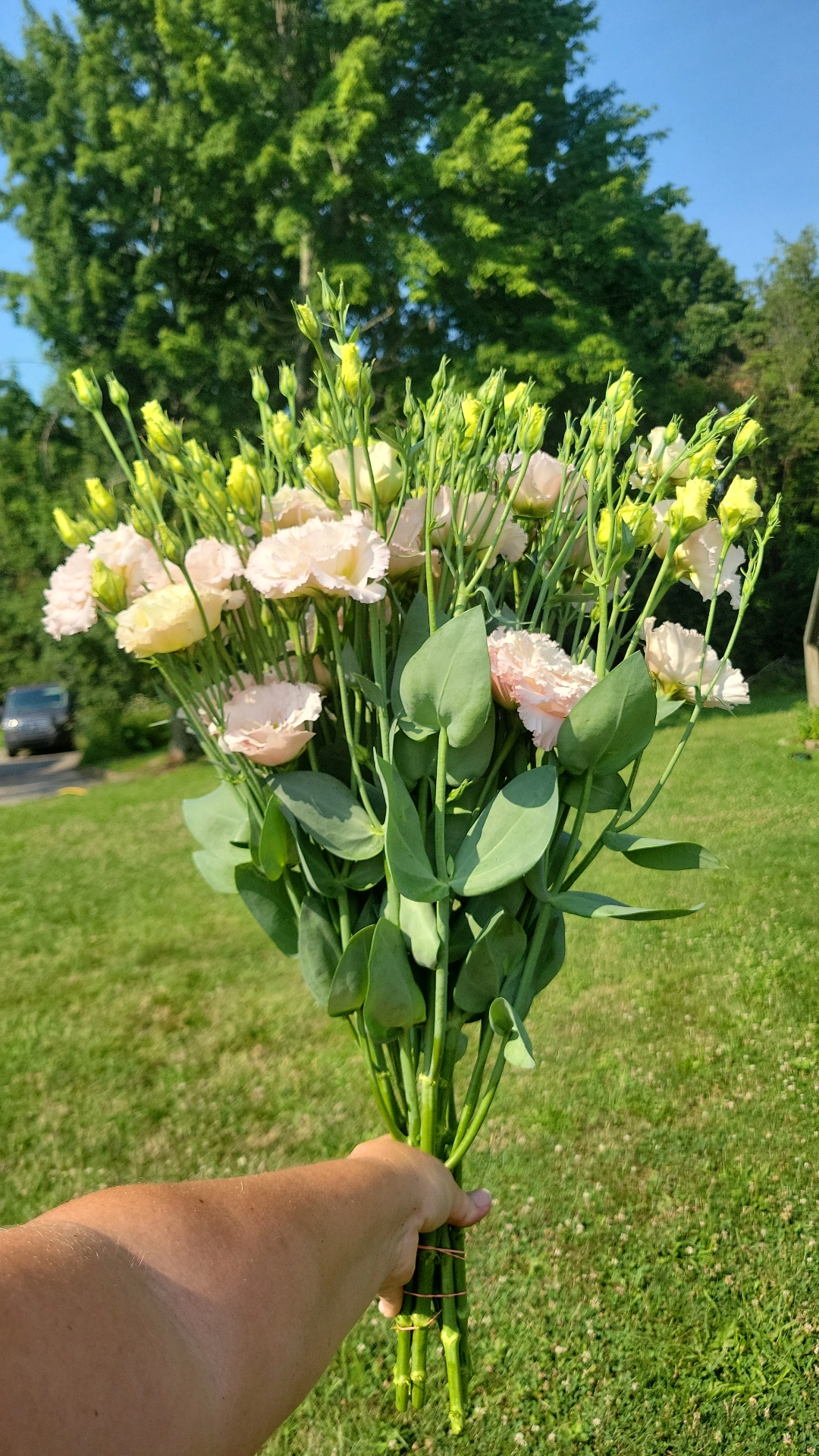 EUSTOMA grandiflorum Celeb Misty Pink