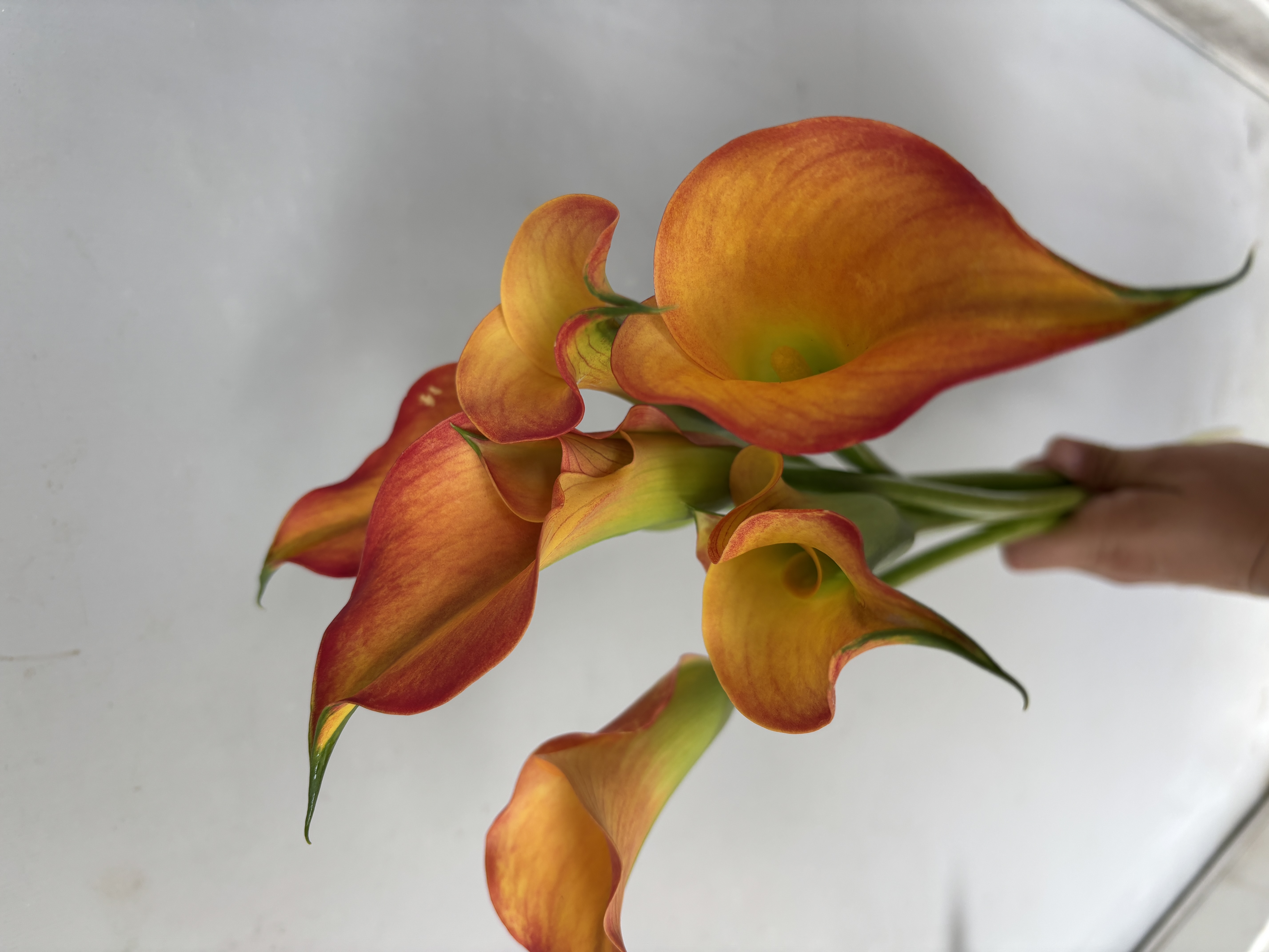 ZANTEDESCHIA x Havana
