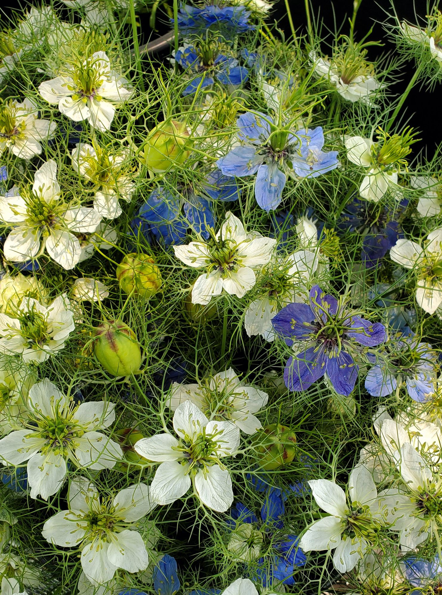 NIGELLA