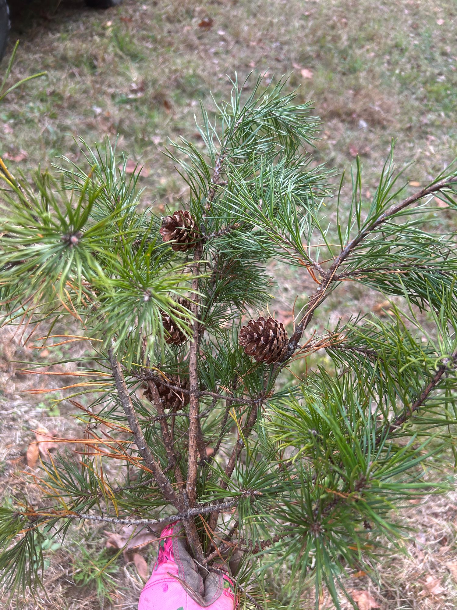 PINUS strobus