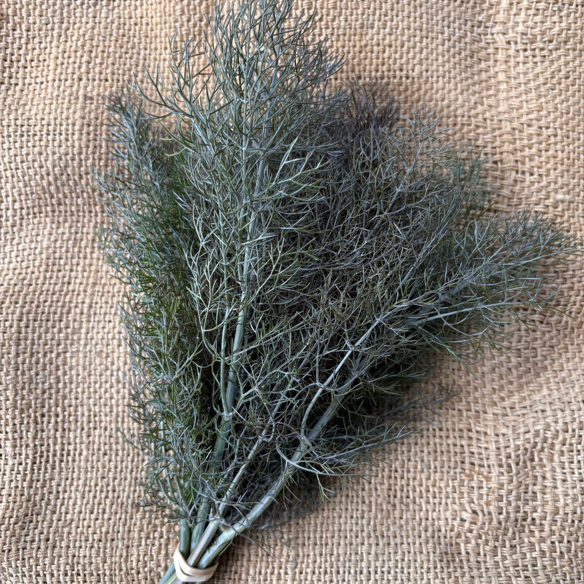 Herb, Bronze Fennel