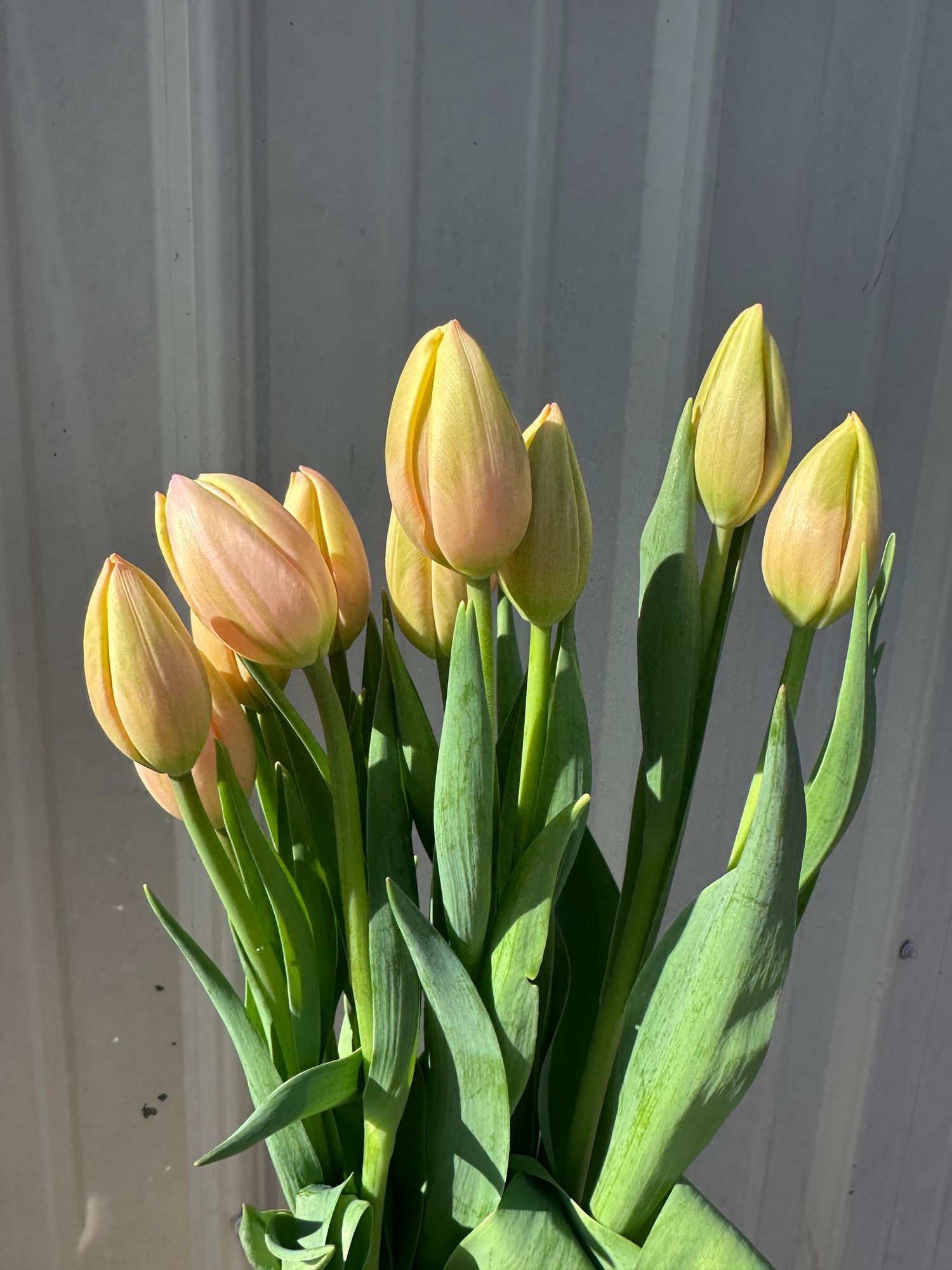 TULIPA Mango Charm