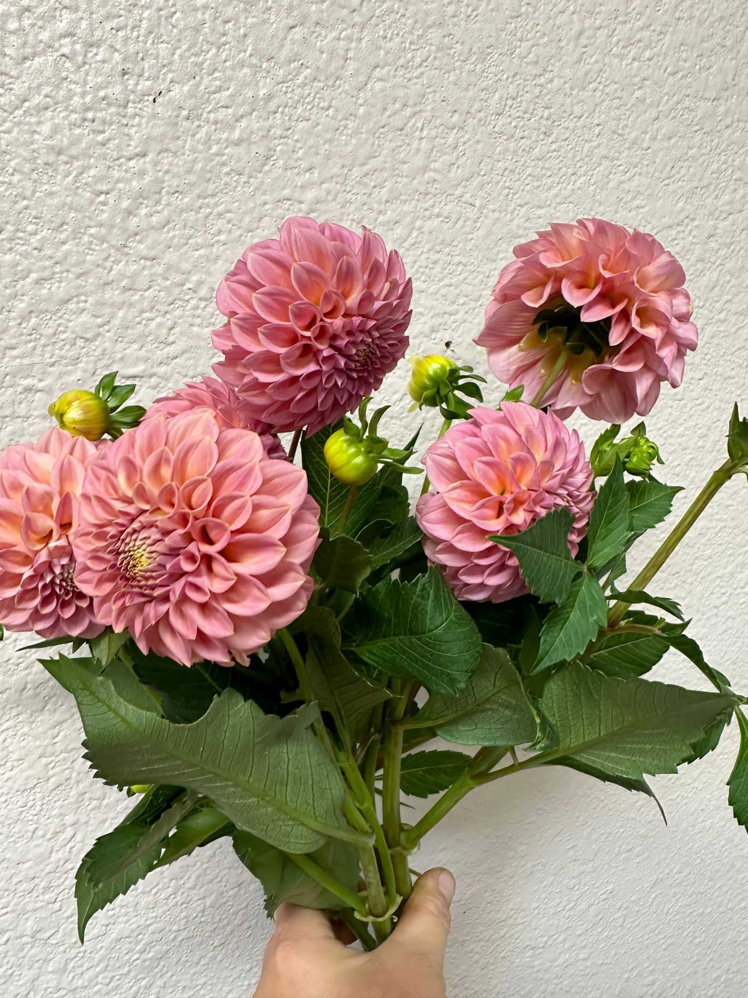 DAHLIA Ball