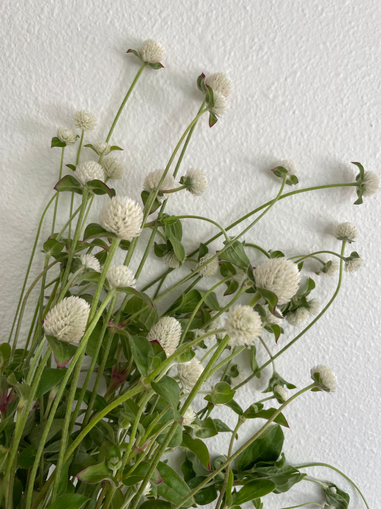 GOMPHRENA globosa
